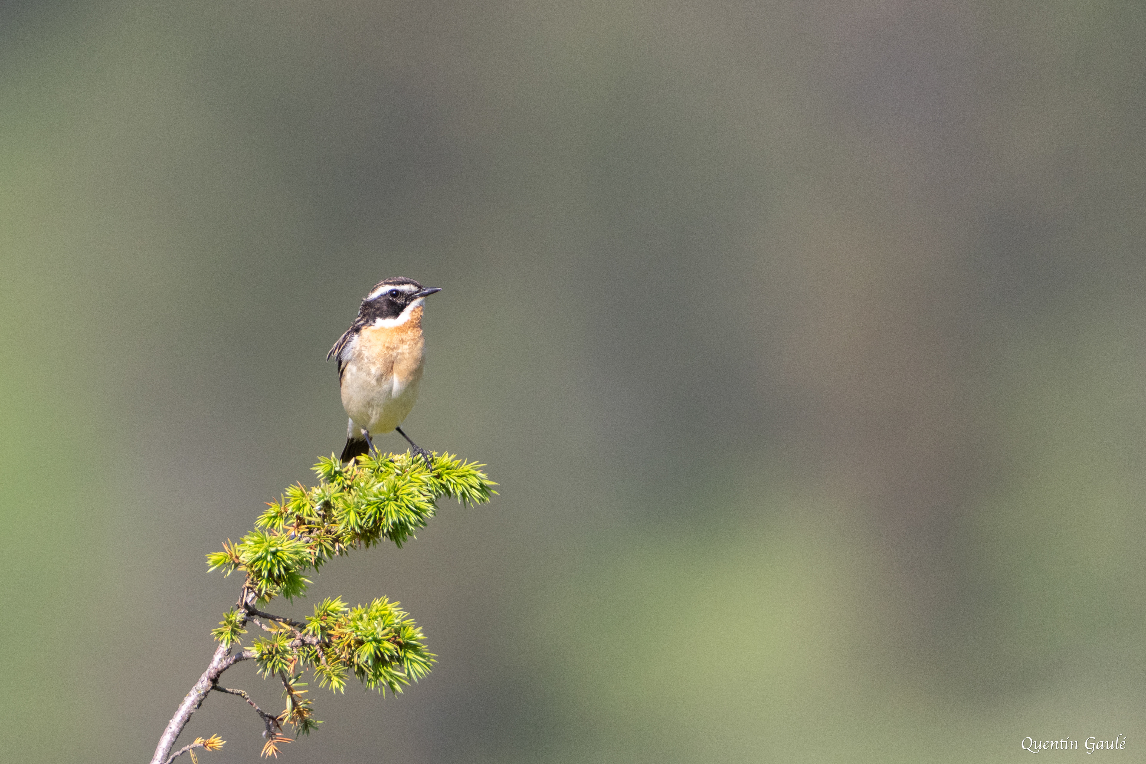 Tarier des prés (Saxicola rubetra), juvénile - Col du Puymorens, Porté-Puymorens (11)