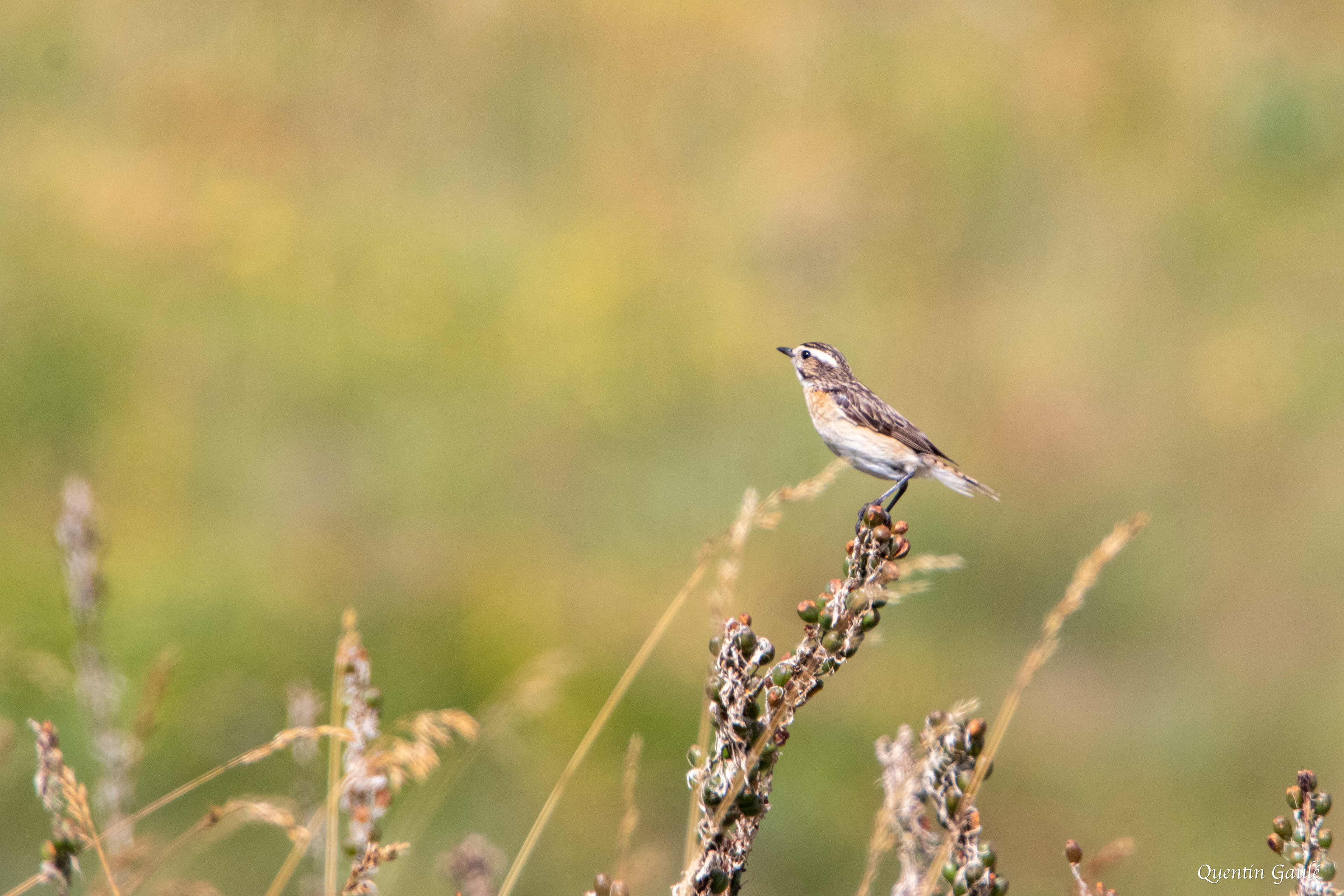 Tarier des prés (Saxicola rubetra) - Col du Pourtalet, Laruns (64)
