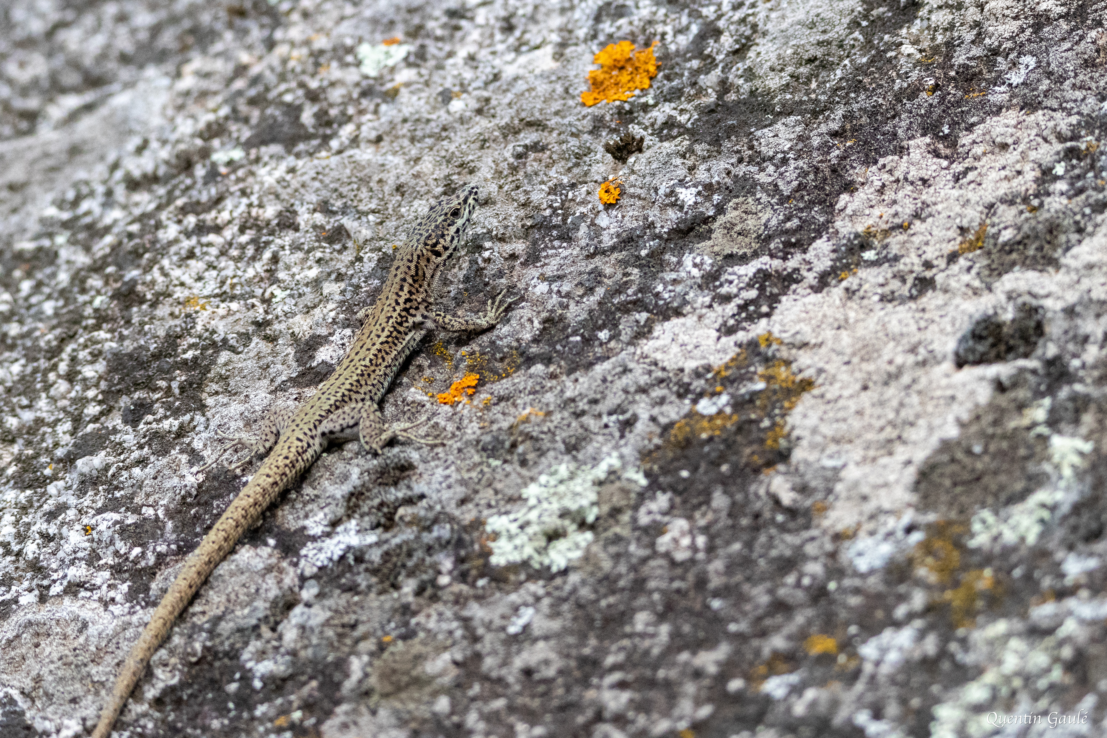 Lézard catalan (Podarcis liolepis) - Estany de Vilaüt, Catalogne (Espagne)