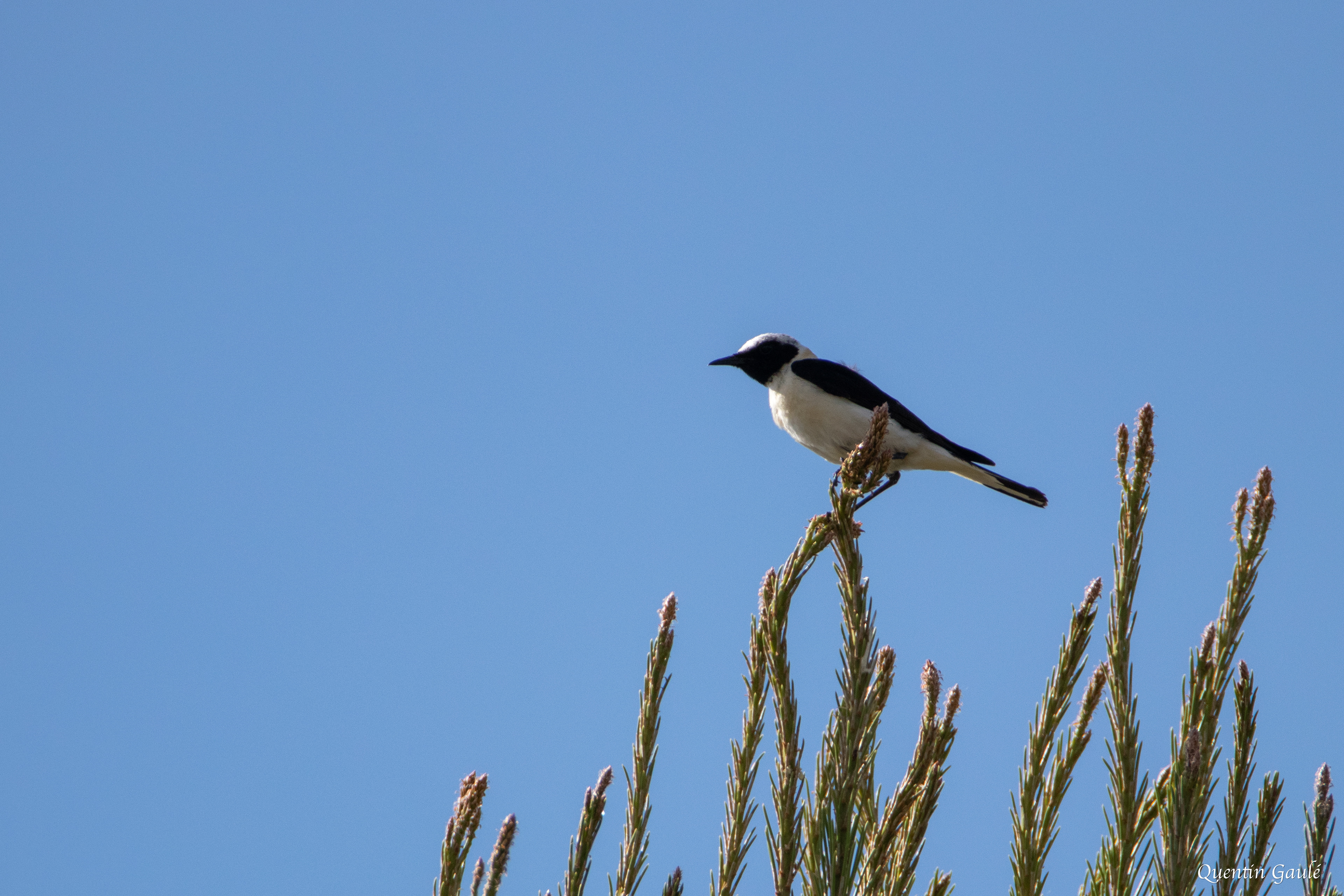 Traquet oreillard (Oenanthe hispanica) - Saragosse, Aragon (Espagne)