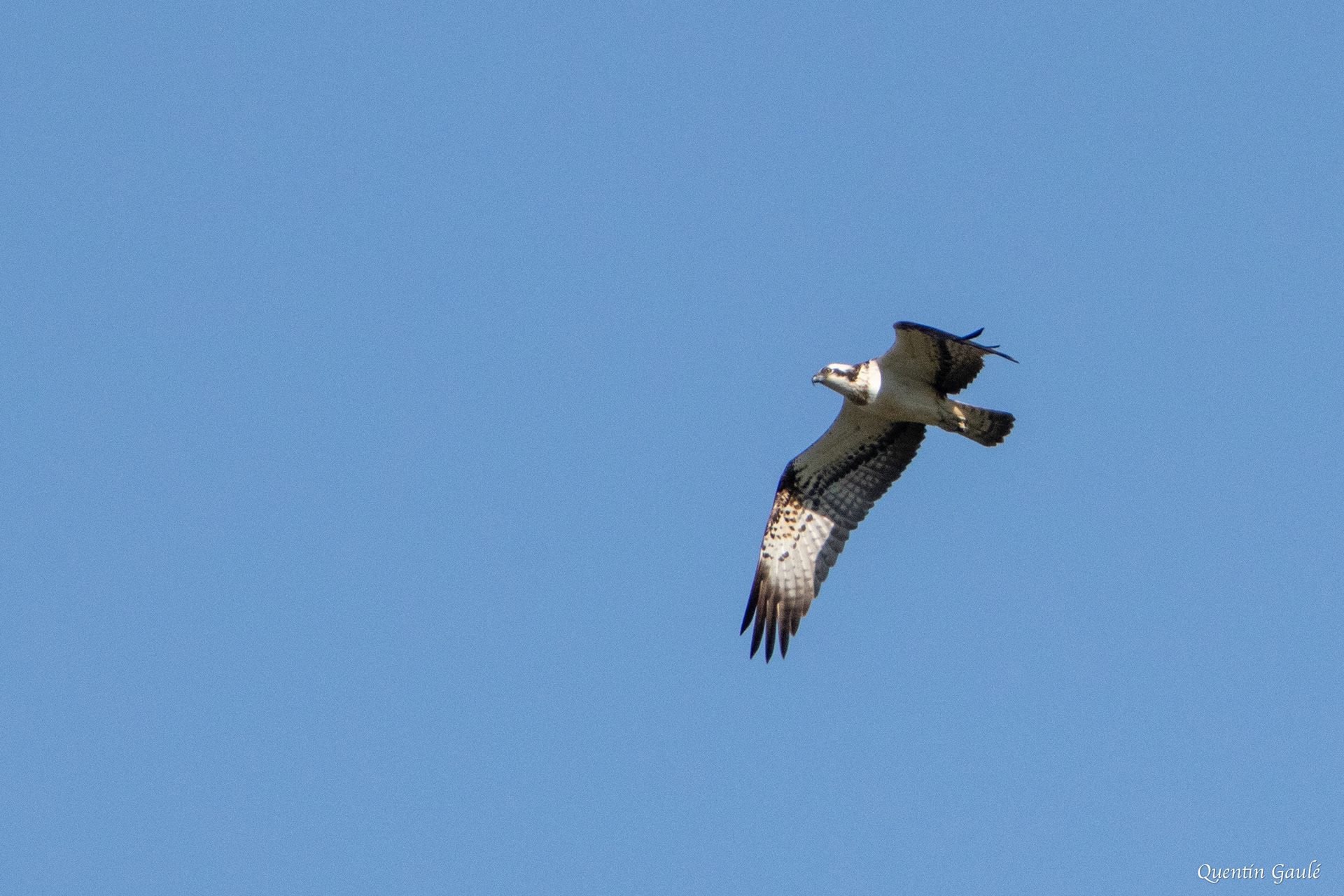 Balbuzard pêcheur (Pandion haliaetus) - Meurthe-et-Moselle (54)