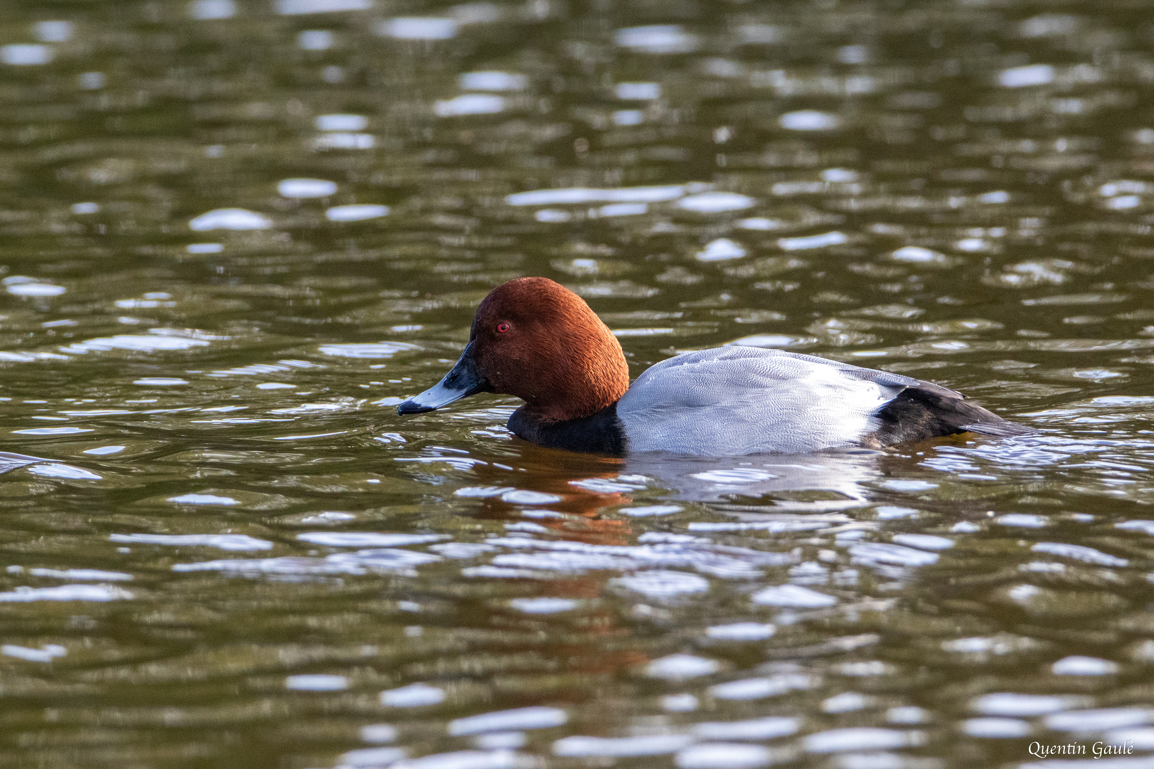 Fuligule milouin (Aythya ferina) - Parc écologique de Plaiundi, Irun (Pays-Basque espagnol)