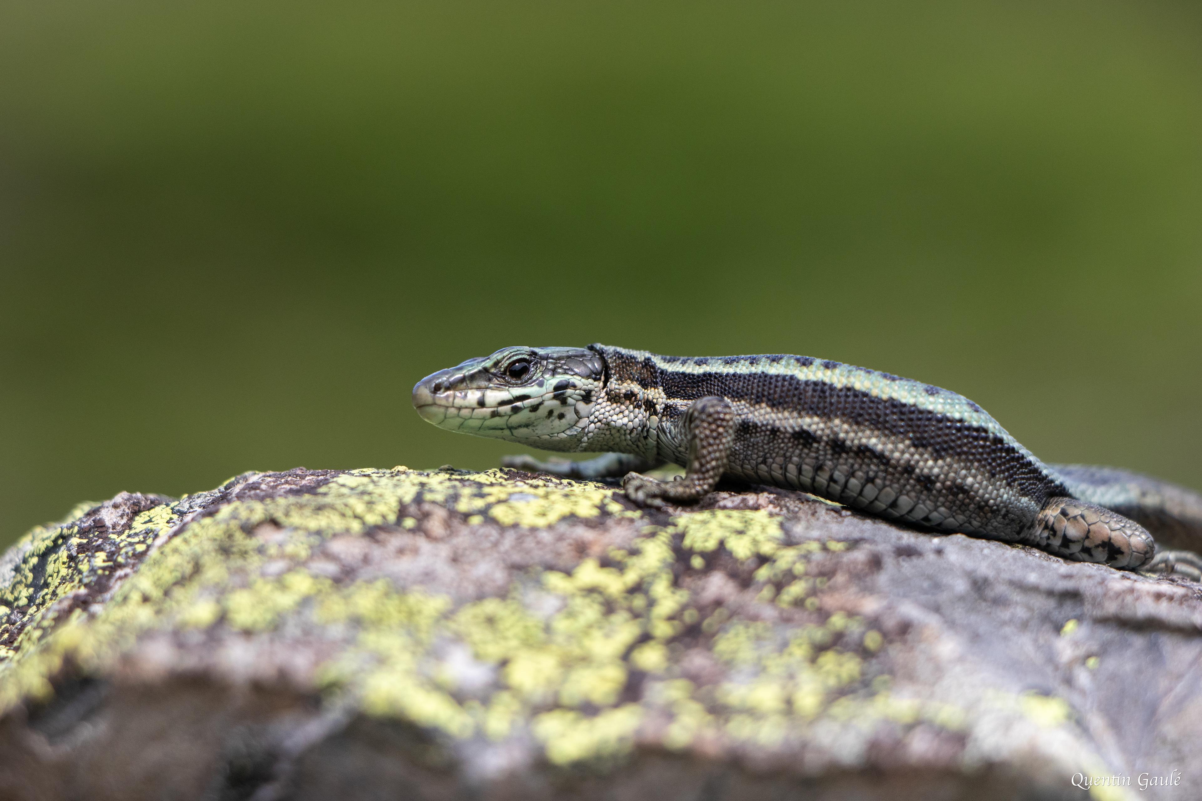 Lézard du Val d'Aran (berolacerta aranica) - Étang d'Eychelle, Bethmale, Ariège (09)