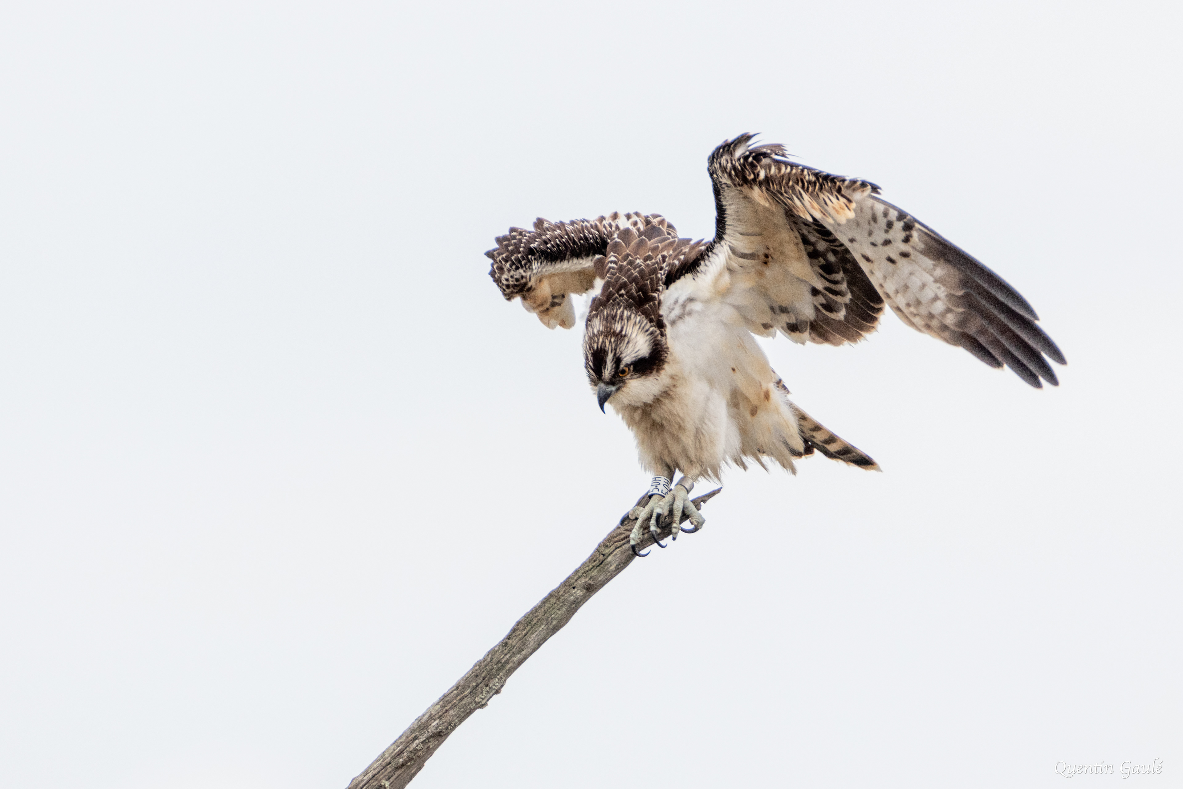 Balbuzard pêcheur (Pandion haliaetus) - Réserve ornithologique du Teich, Gironde (33)