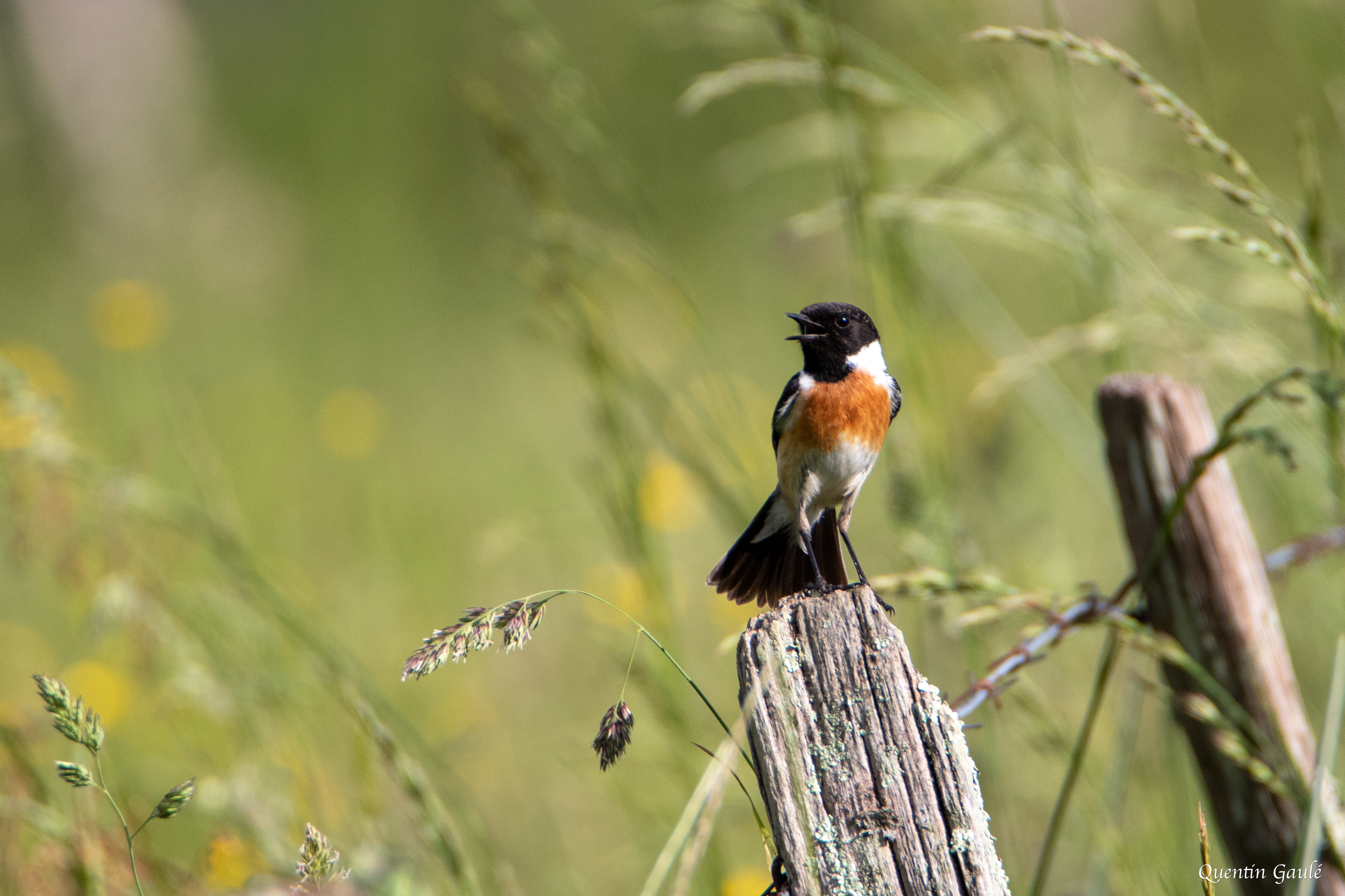 Tarier pâtre (Saxicola rubicola) - Saint-Colome (64)