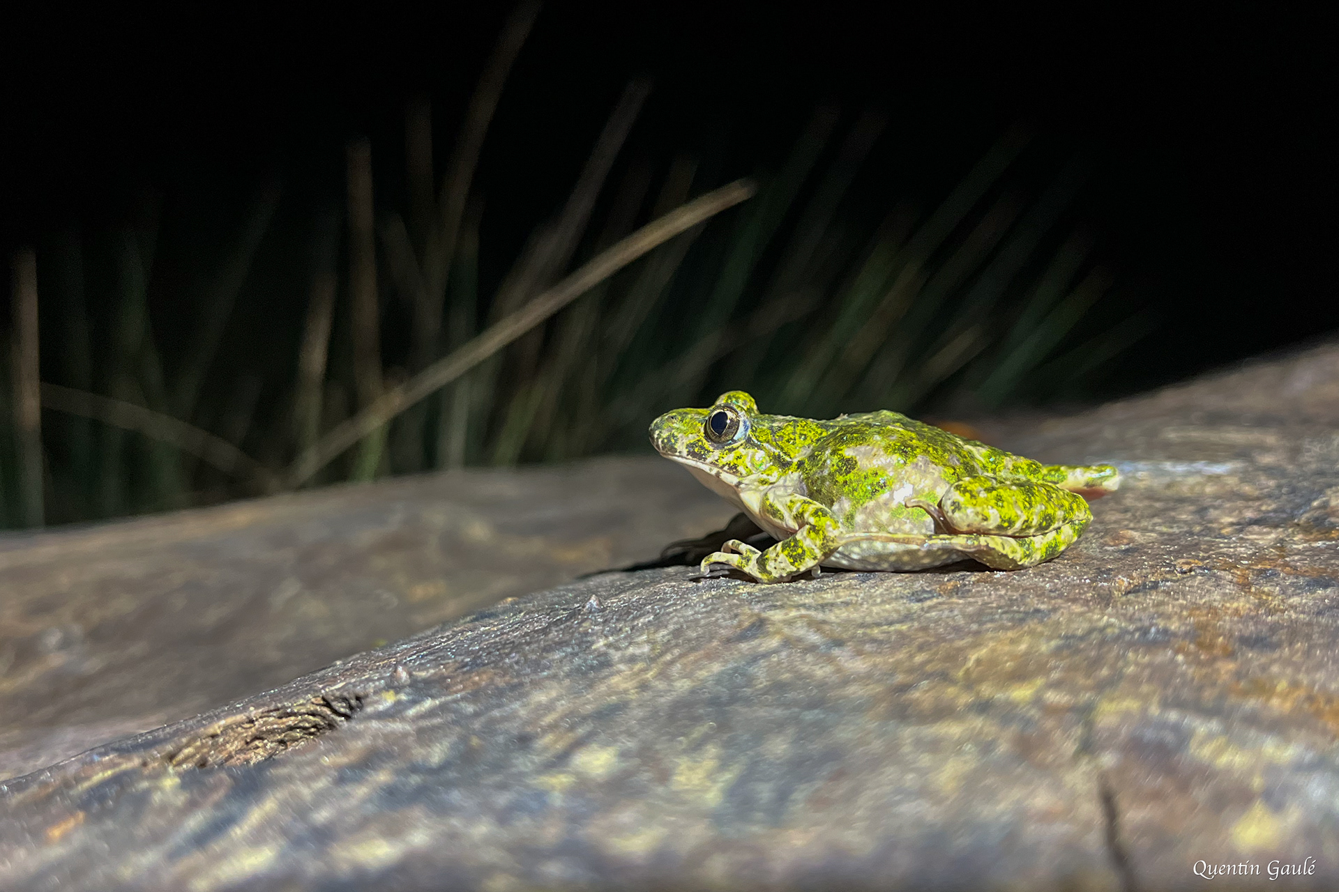 Pélodyte ponctué (Pelodytes punctatus) - Azerat (24)