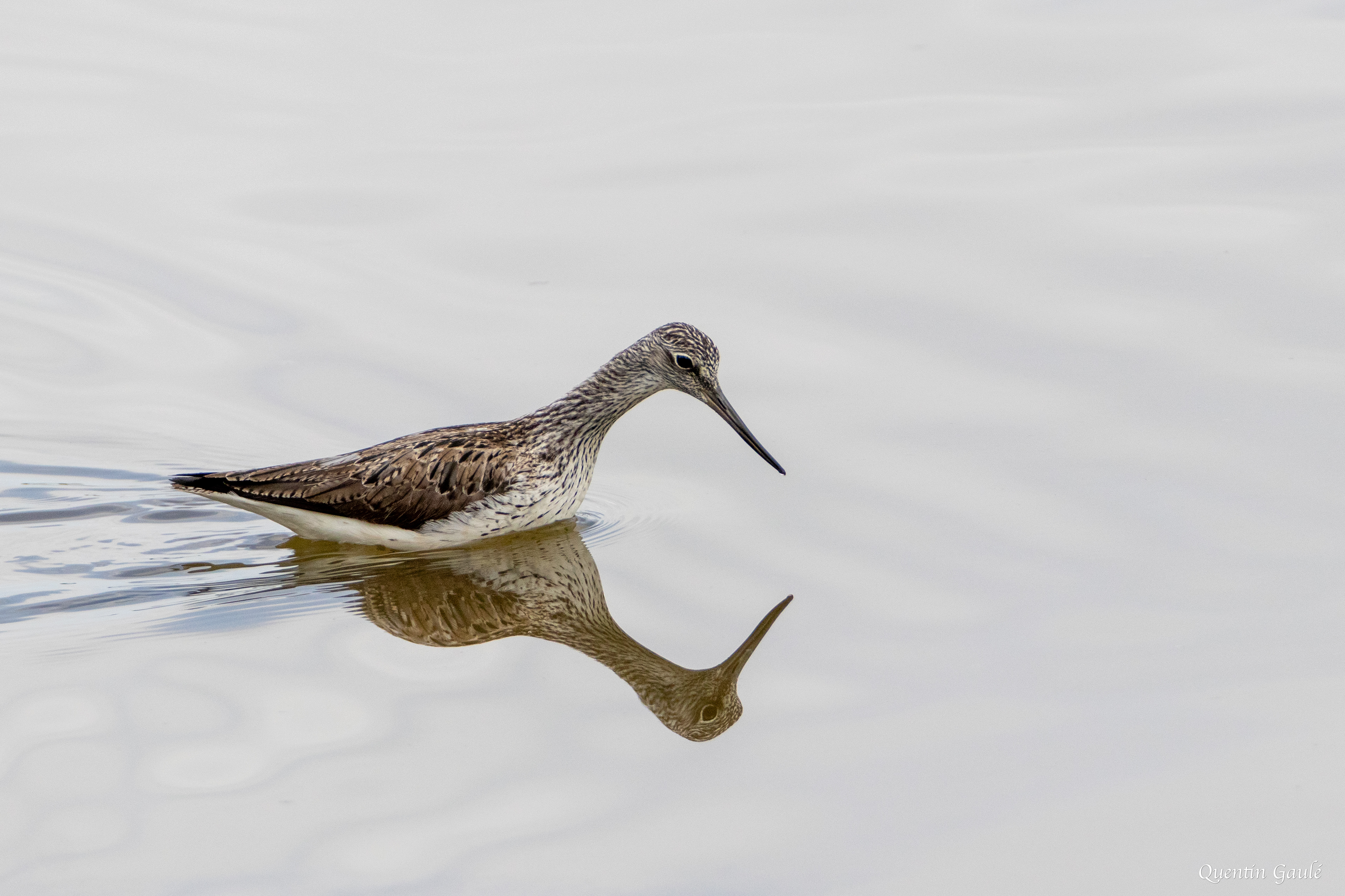 Chevalier aboyeur (Tringa nebularia) - Réserve ornithologique du Teich, Gironde (33)