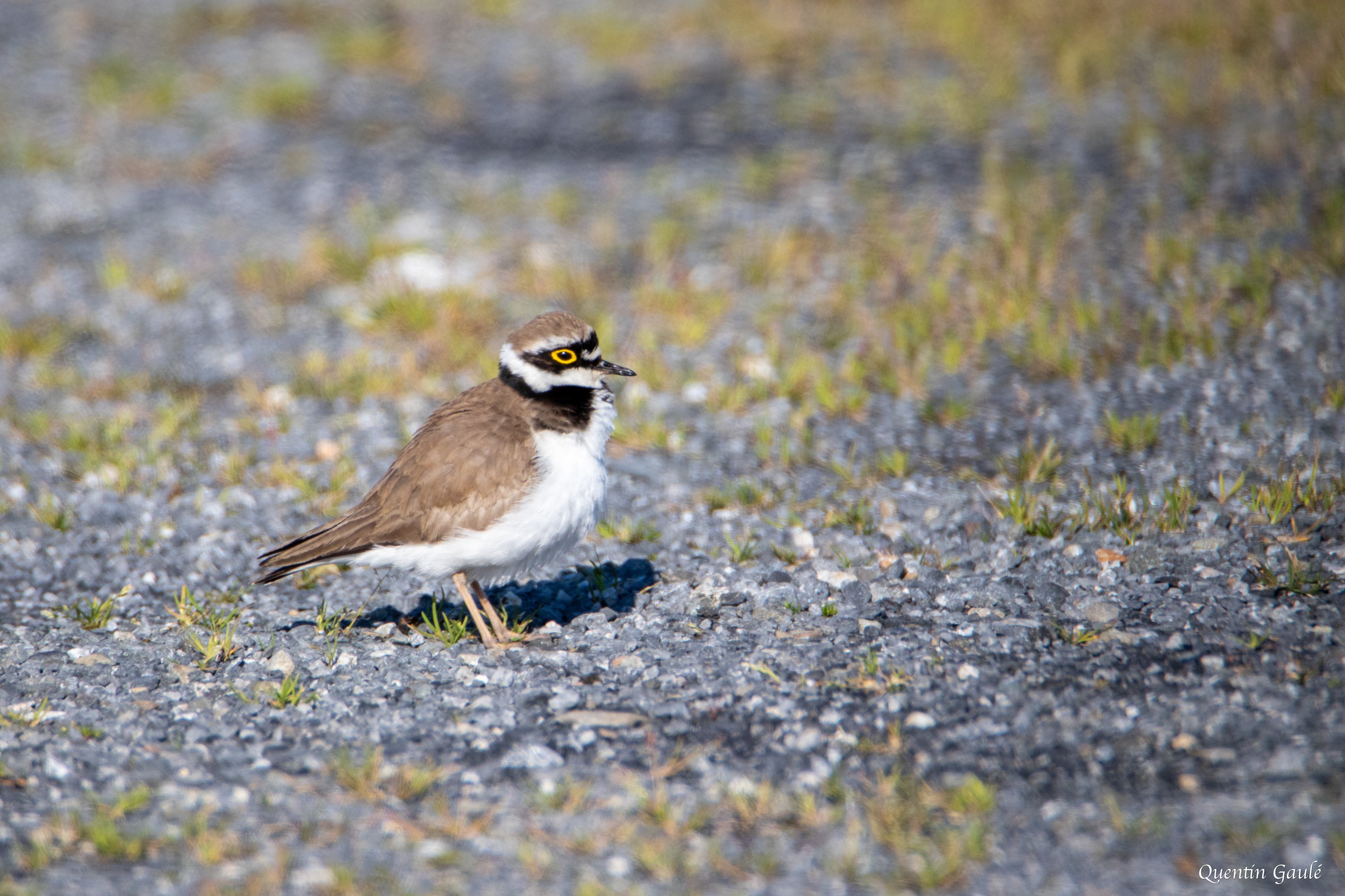 Petit Gravelot (Charadrius dubius) - Adé (65)