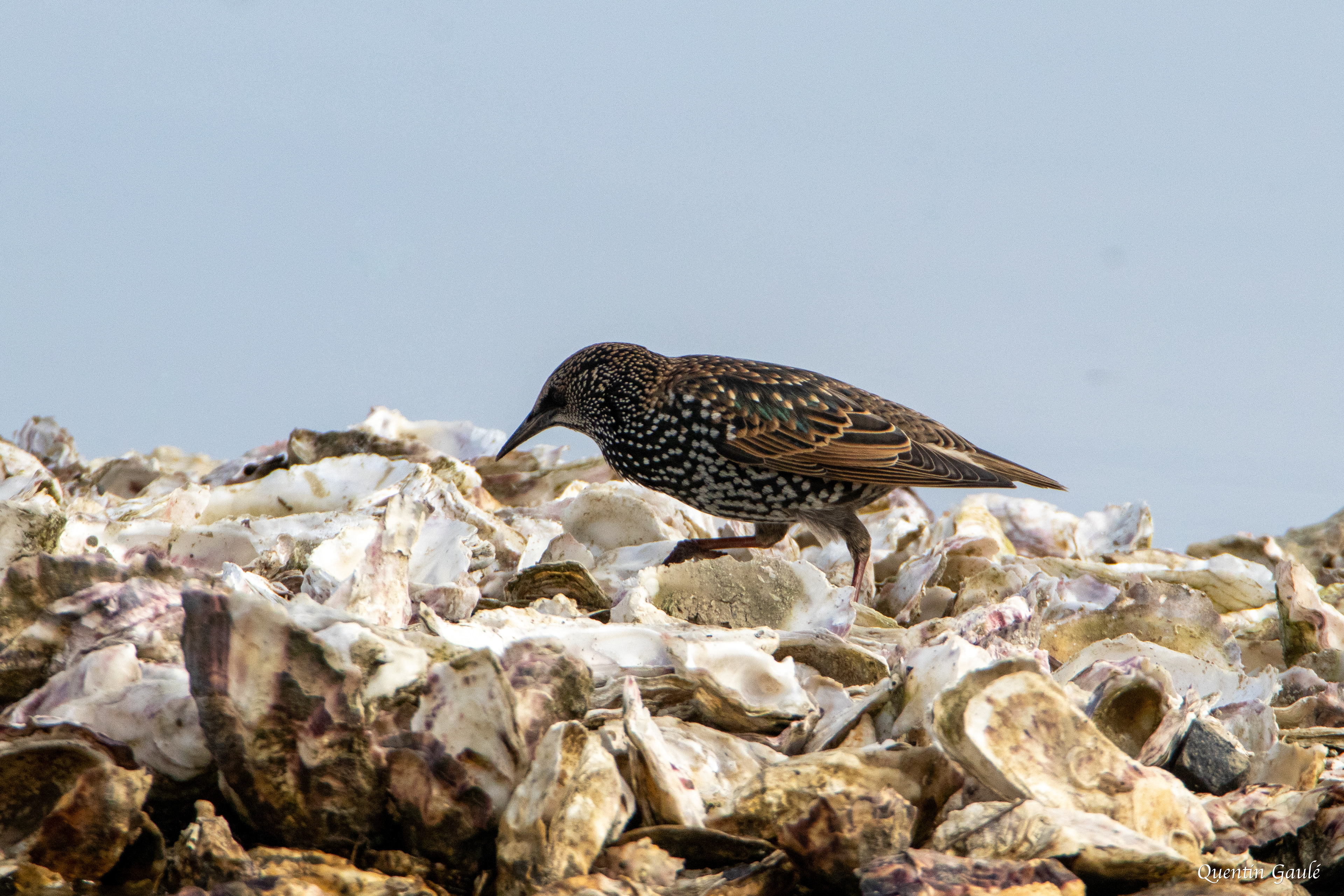 Étourneau sansonnet (Sturnus vulgaris) - Réserve ornithologique du Teich, Gironde (33)