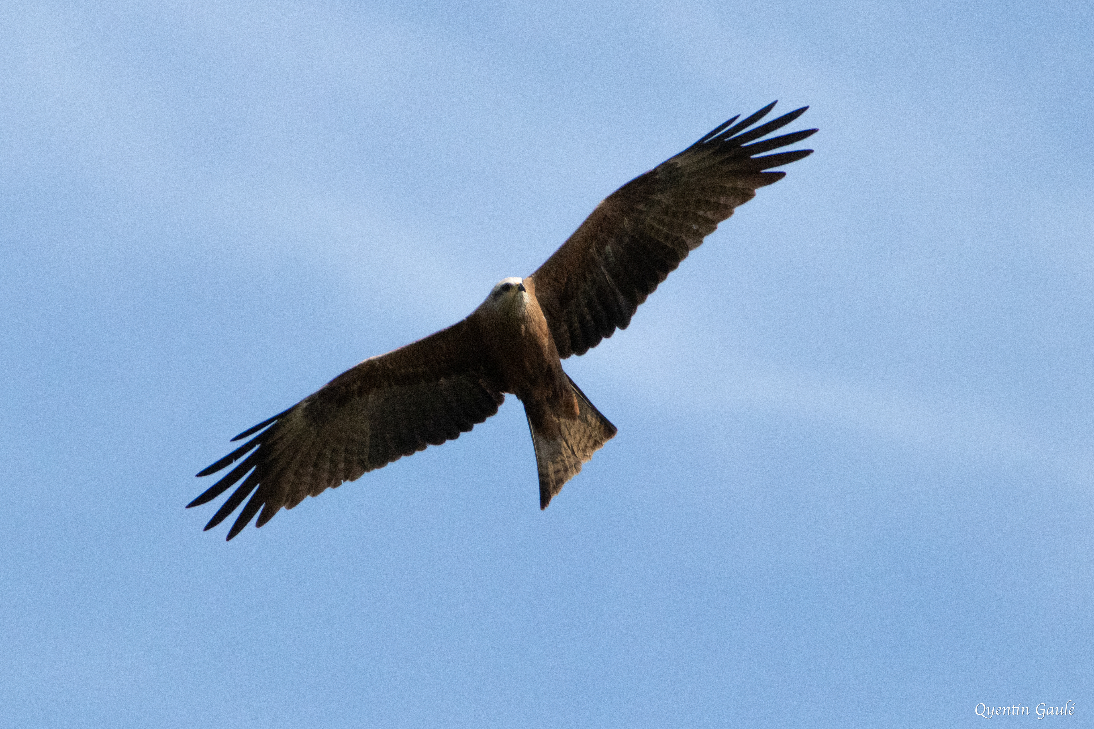 Milan noir (Milvus migrans) - Peigney, Haute-Marne (52)
