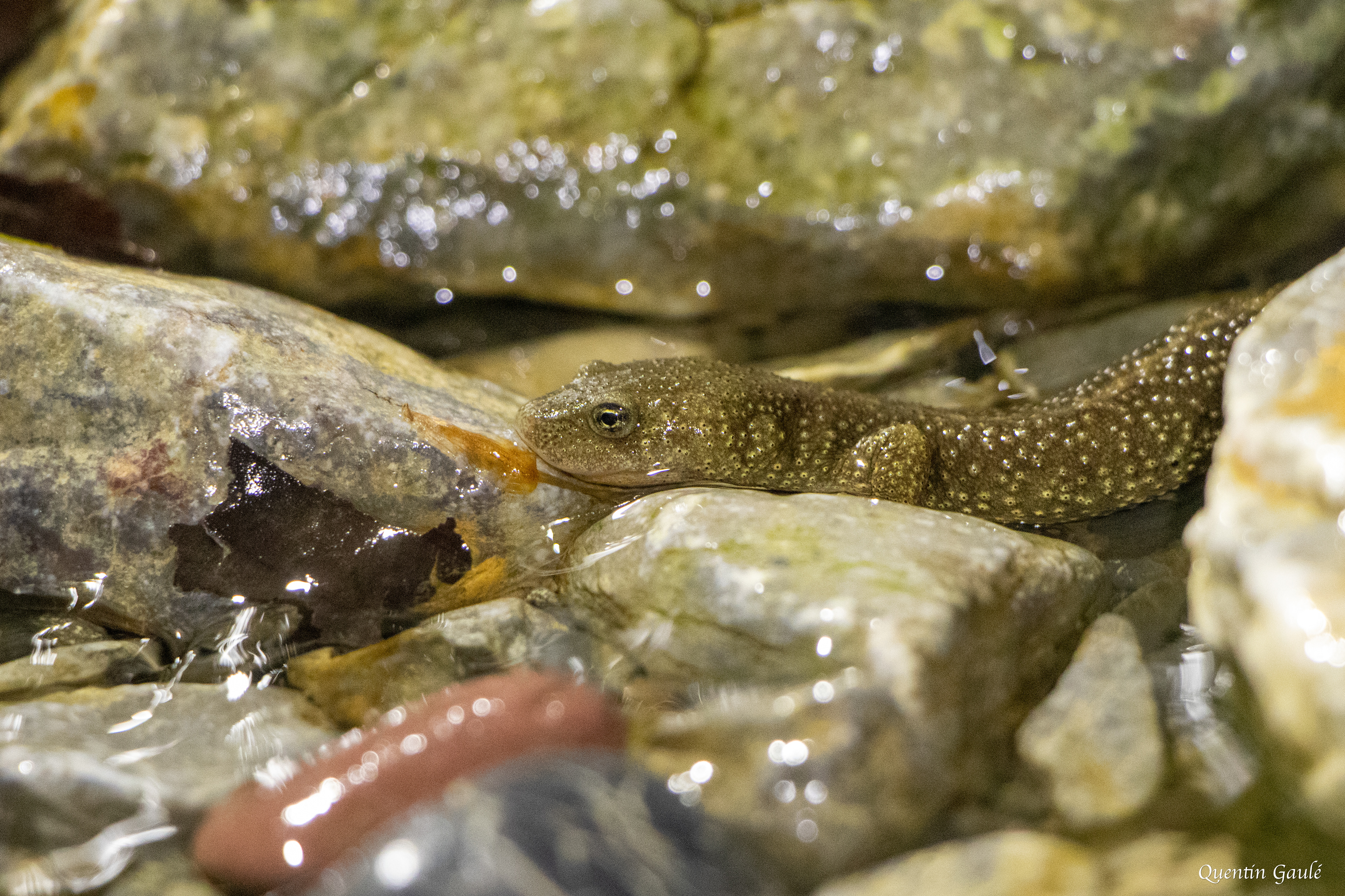 Calotriton des Pyrénées (Calotriton asper) - Sarrance (64)
