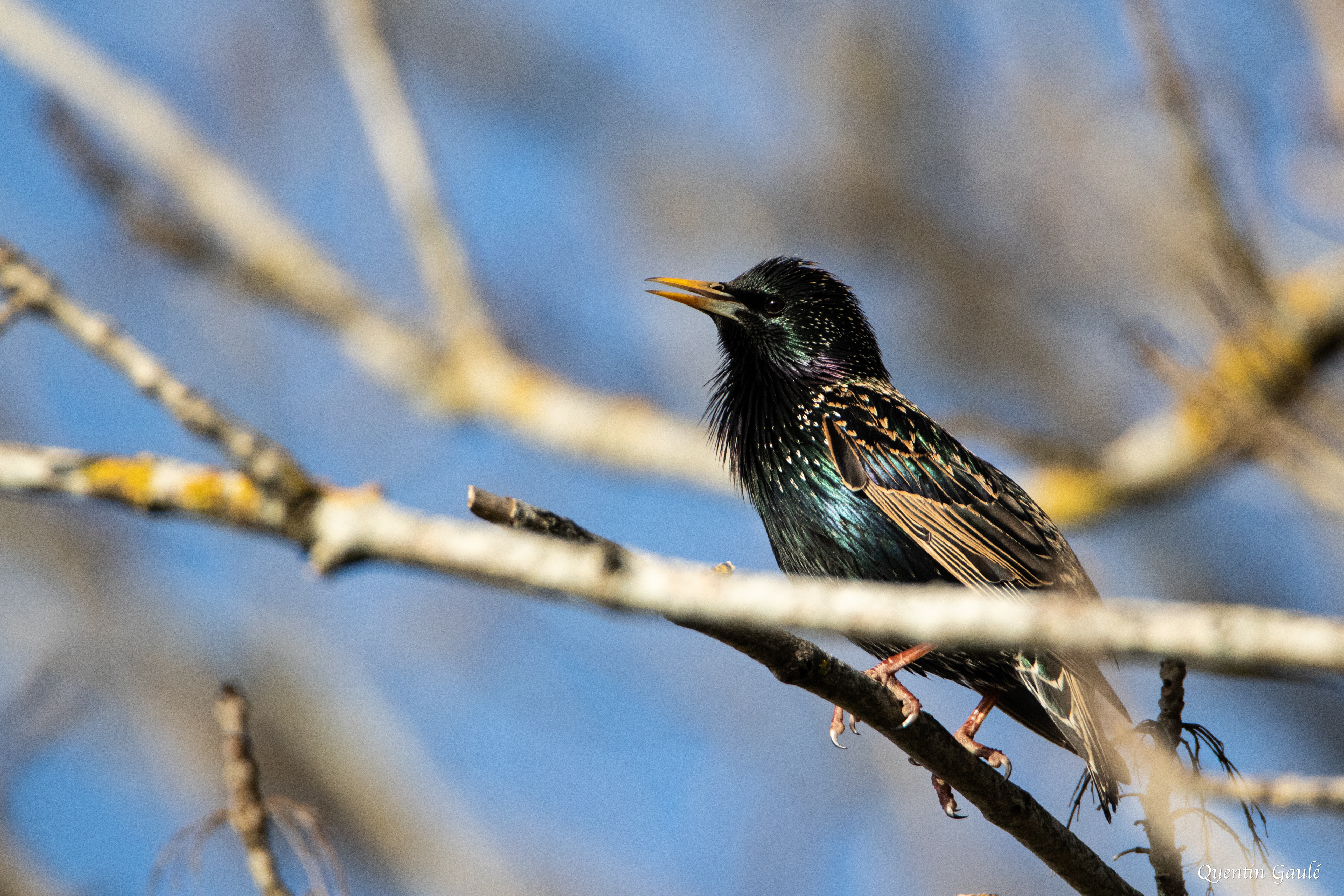Étourneau sansonnet (Sturnus vulgaris) - Langres, Haute-Marne (52)