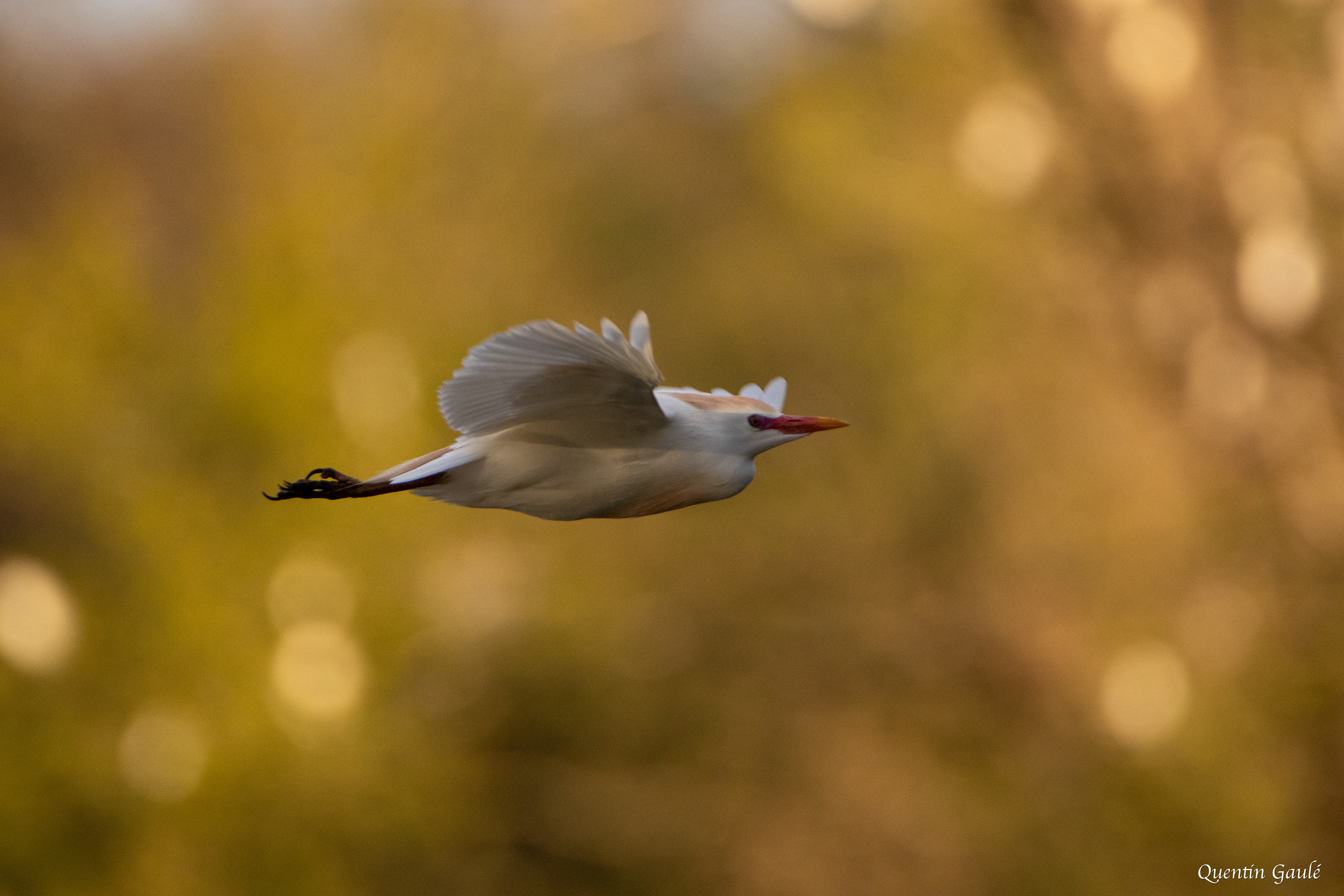Héron garde-bœufs (Bubulcus ibis) - Lac d'Orthez, Pyrénées-Atlantiques (64)