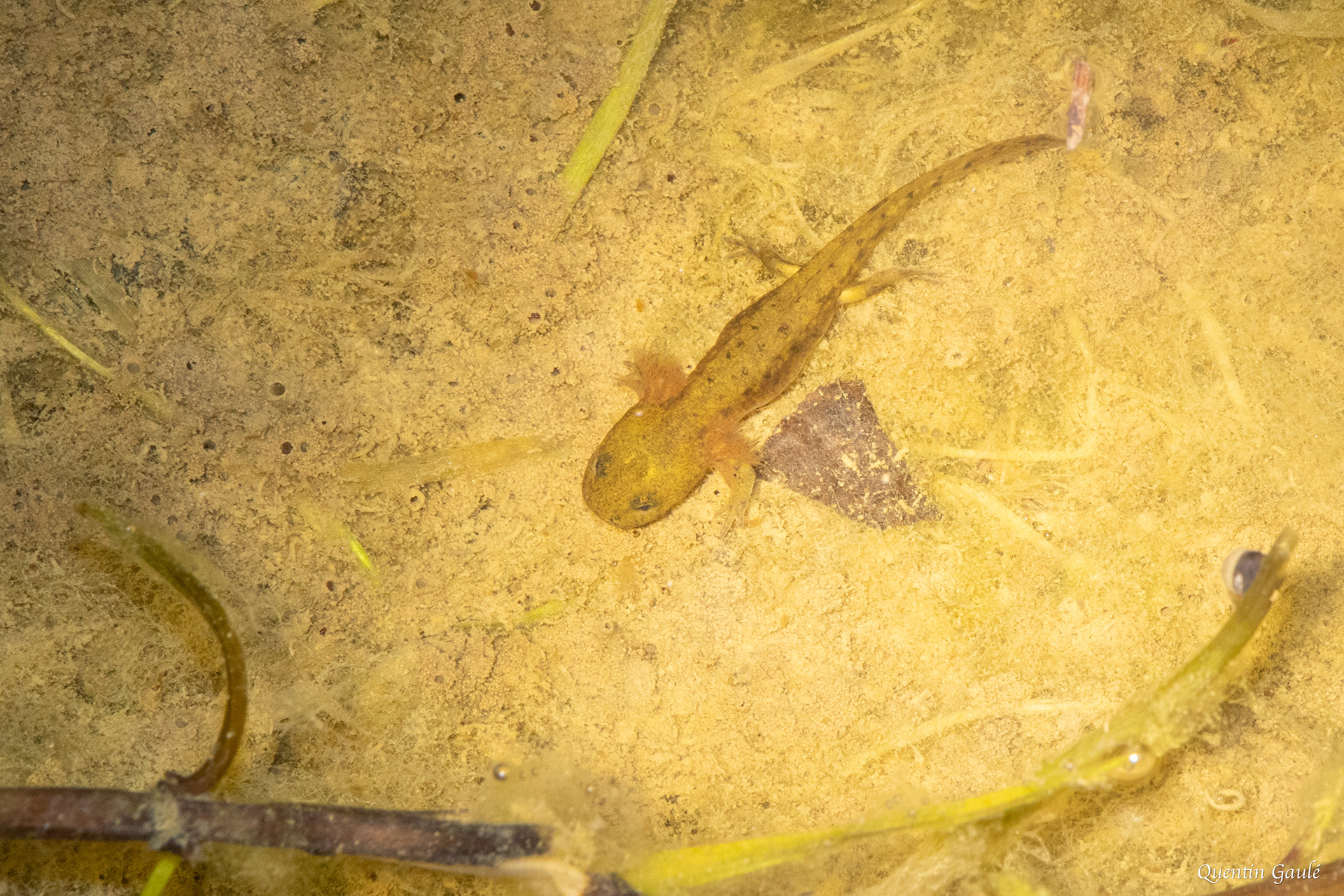 Salamandre tachetée (Salamandra salamandra), stade larvaire - Garlin (64)