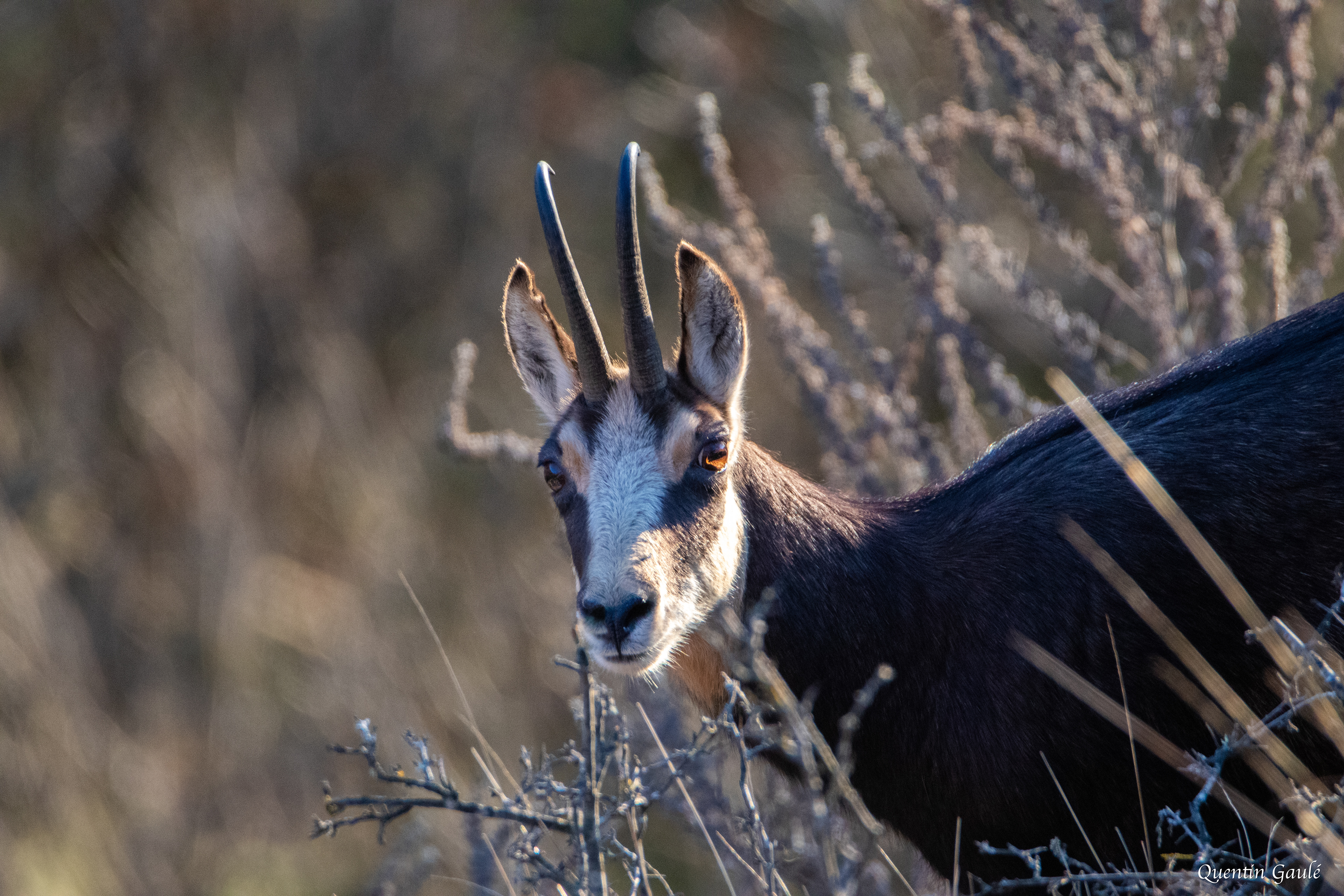 Chamois (Rupicapra rupicapra) - Besançon (25)