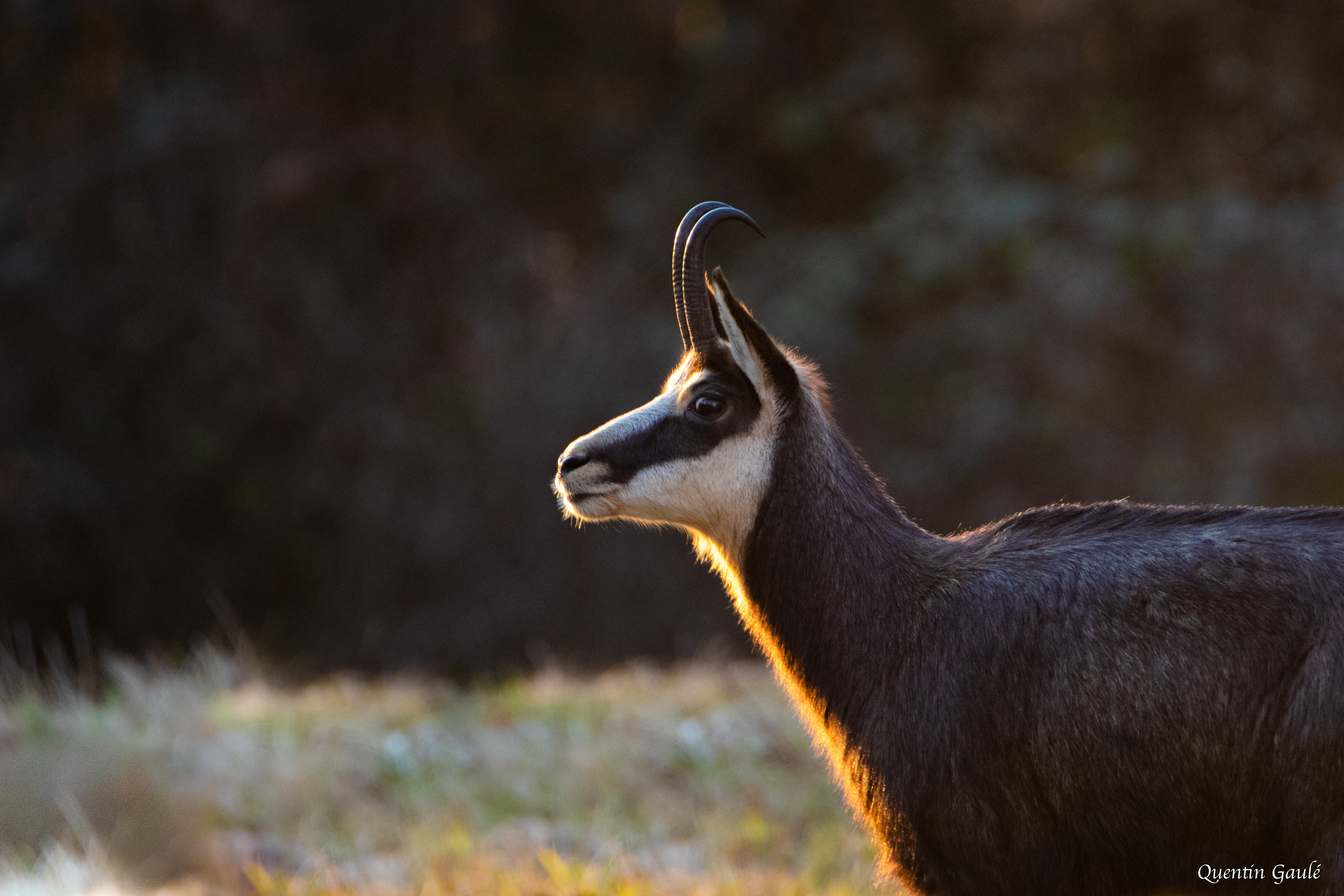 Chamois (Rupicapra rupicapra) - Besançon (25)