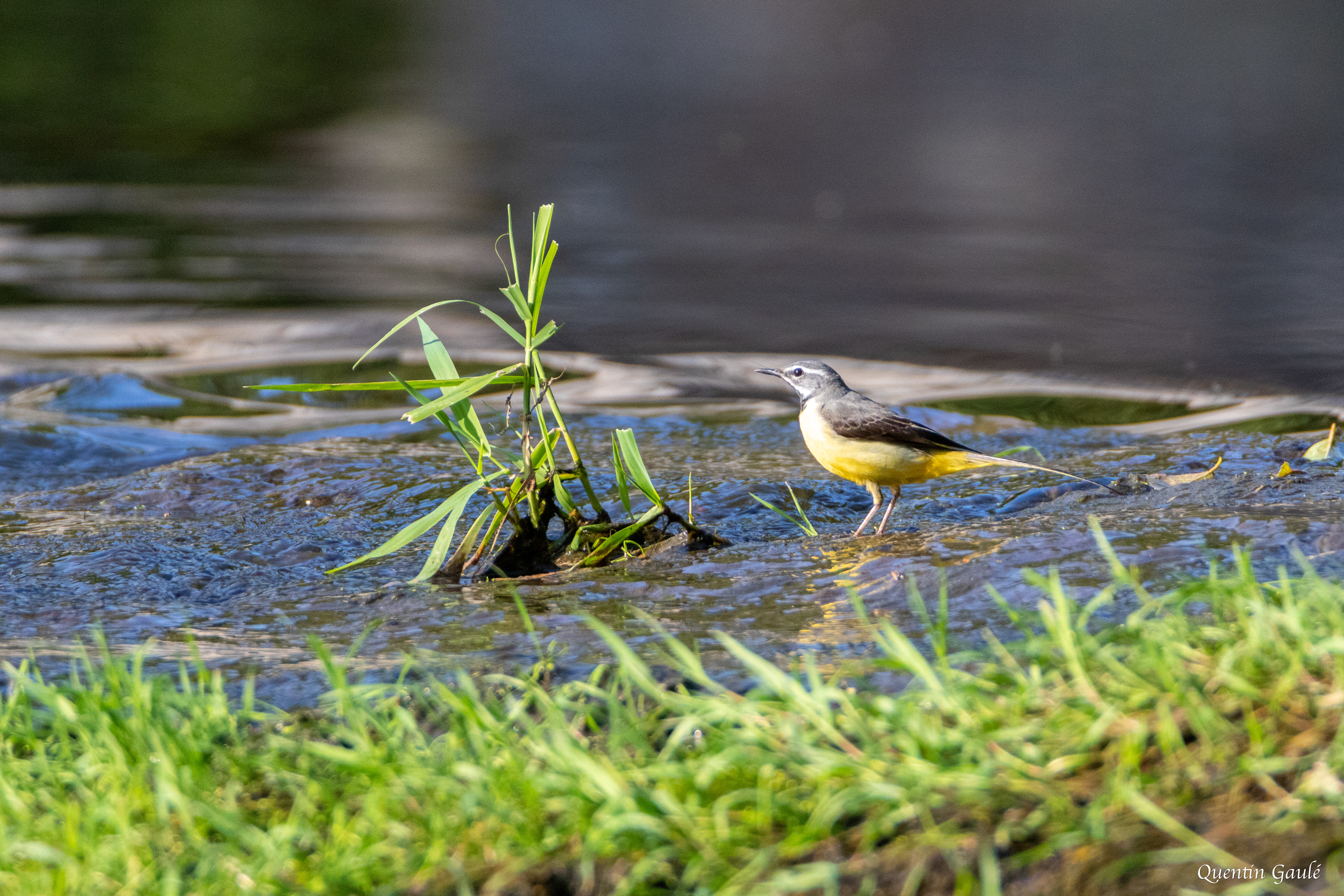 Bergeronnette des ruisseaux (Motacilla cinerea) - Bessines-sur-Gartempe, Haute-Vienne (87)
