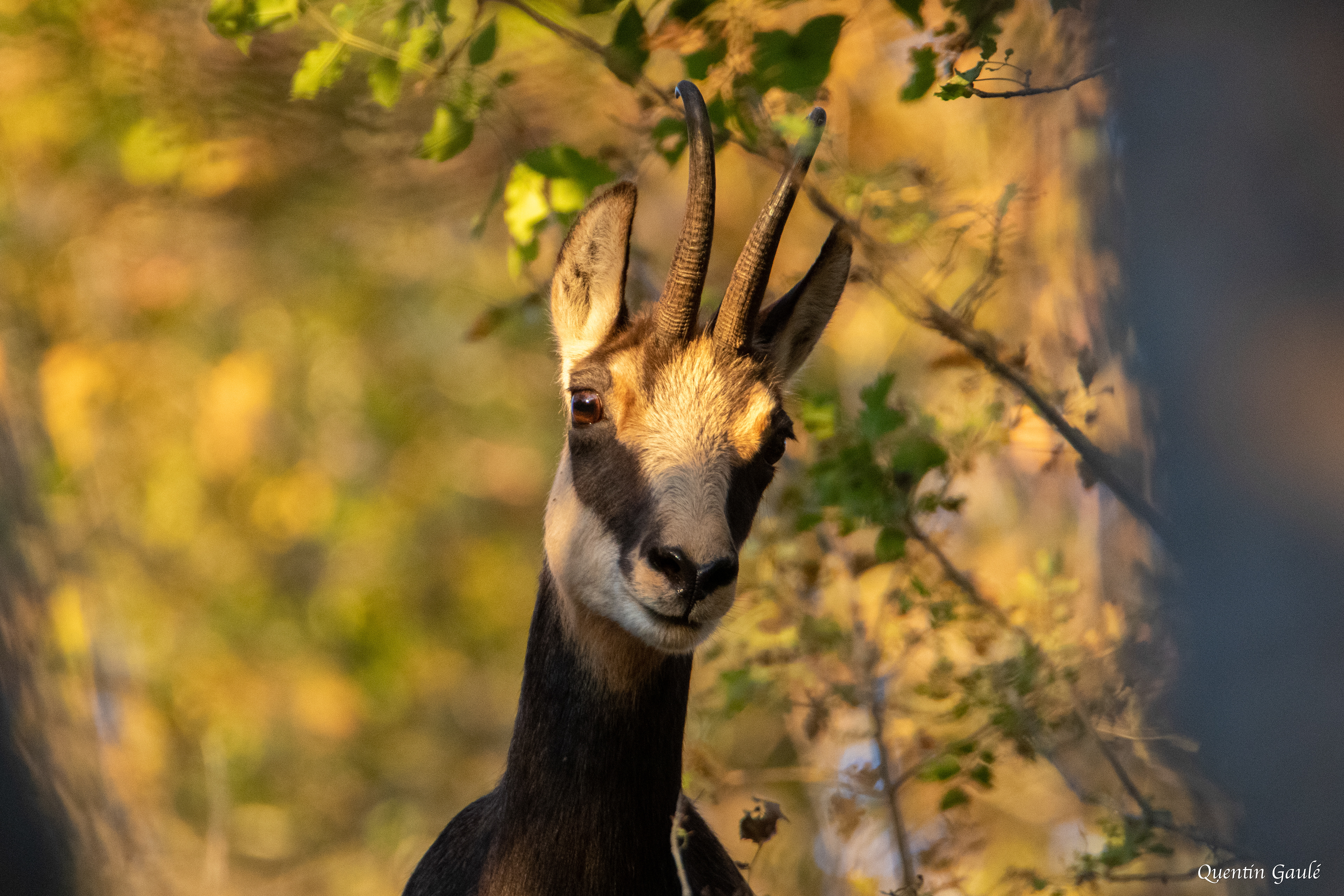 Chamois (Rupicapra rupicapra) - Besançon (25)