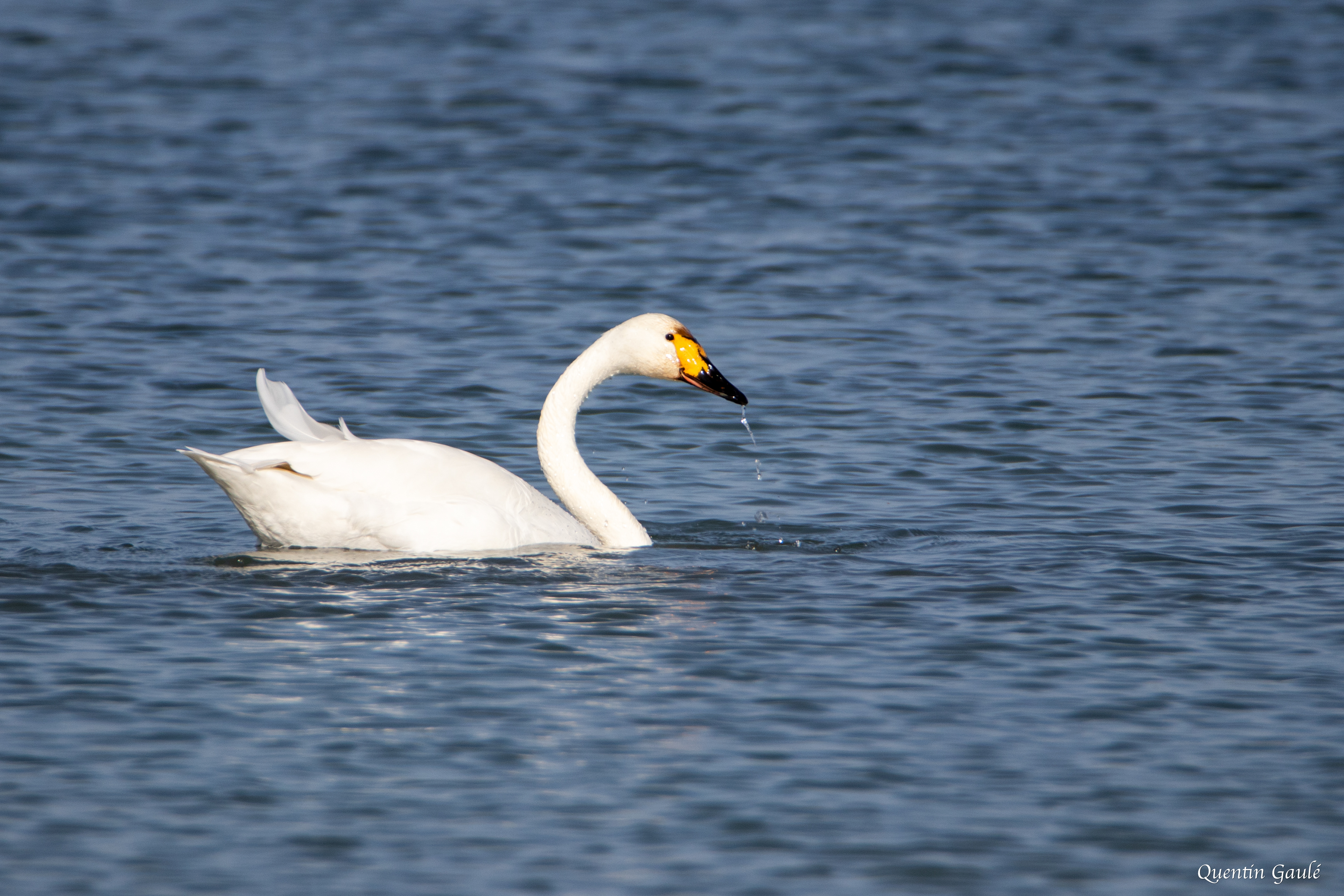 Cygne de Bewick (Cygnus columbianus bewickii) - Lac du Der-Chantecoq, Marne (51)