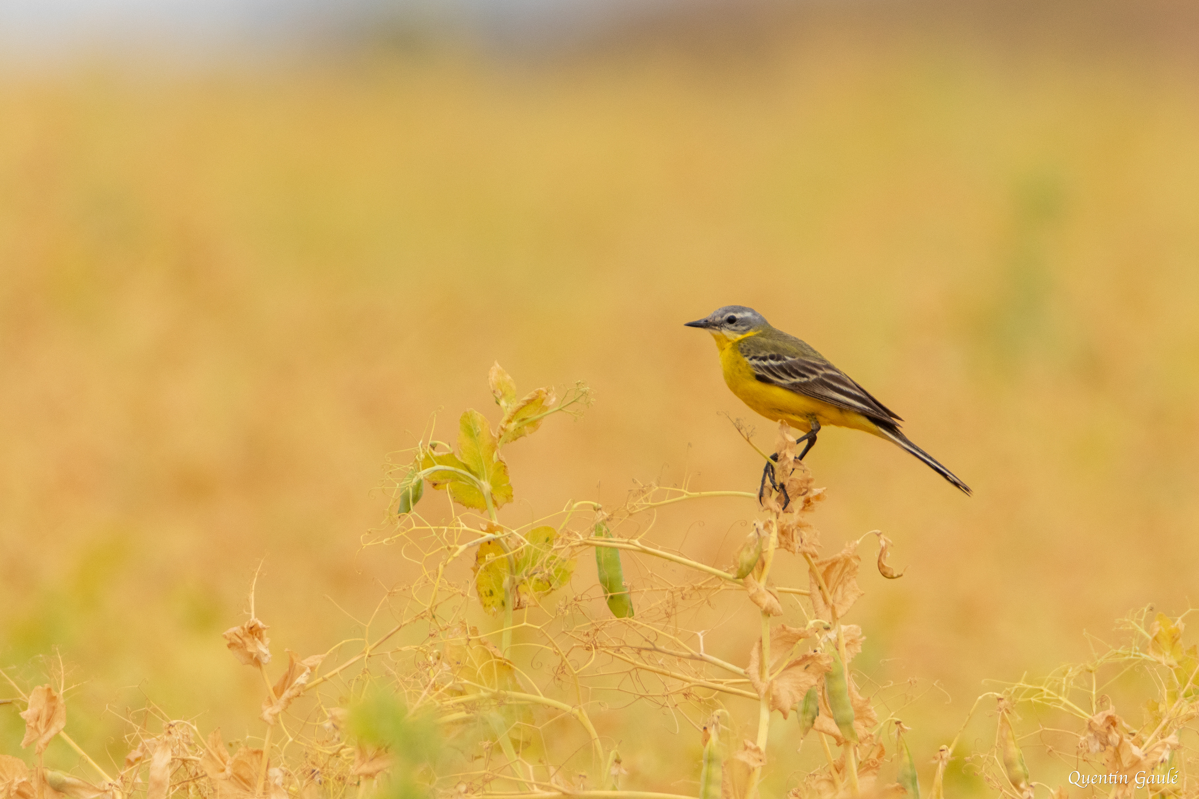 Bergeronnette printanière (Motacilla flava) - Nanteuil-en-Vallée, Charente (16)