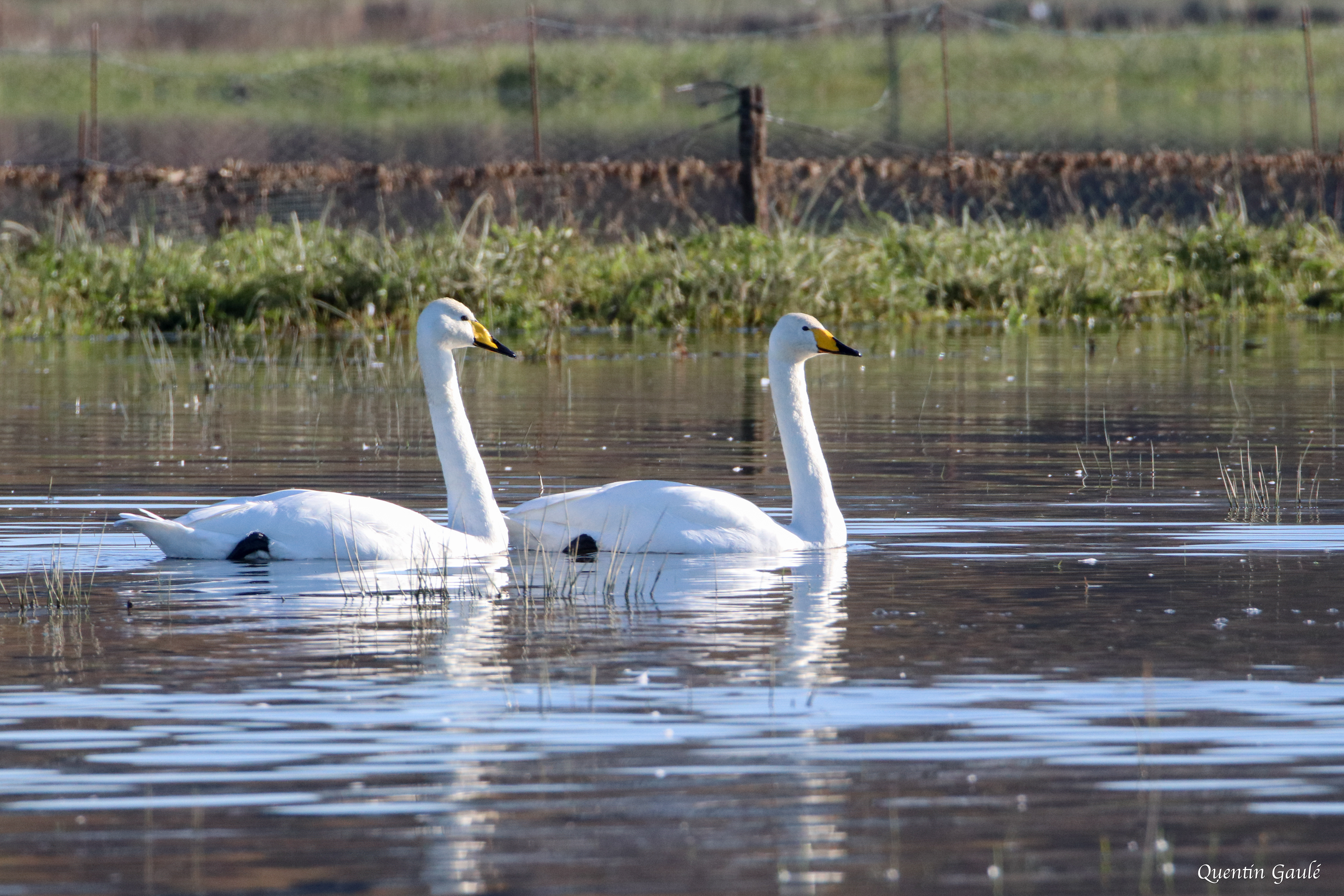 Cygne chanteur (Cygnus cygnus) - Guiche, Pyrénées-Atlantiques (64)