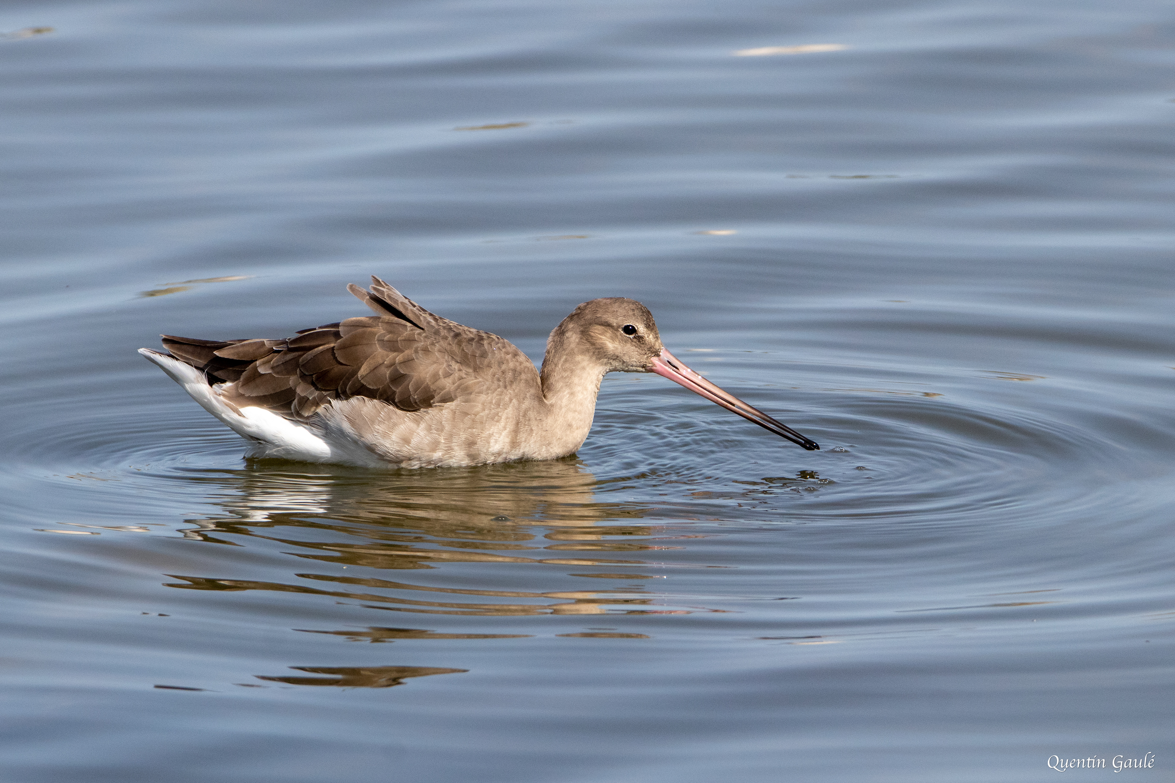 Barge à queue noire (Limosa limosa) - Réserve ornithologique du Teich (33)