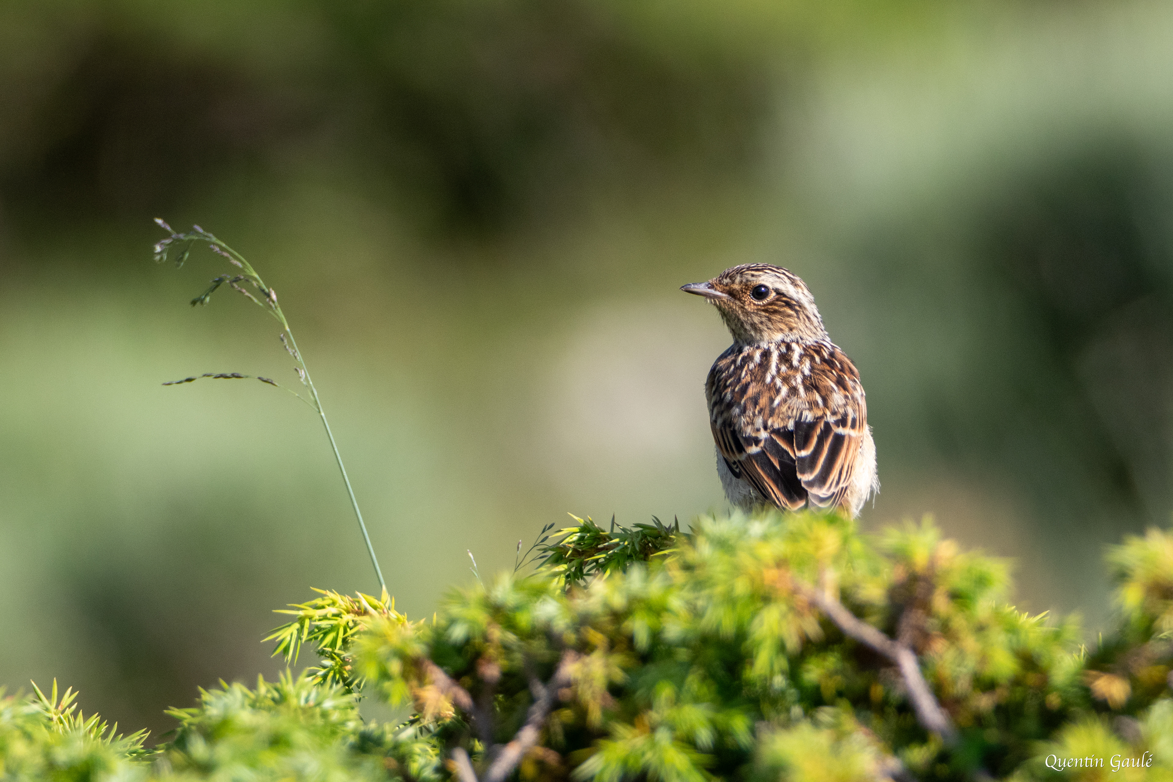 Tarier des prés (Saxicola rubetra), juvénile - Col du Puymorens, Porté-Puymorens (11)