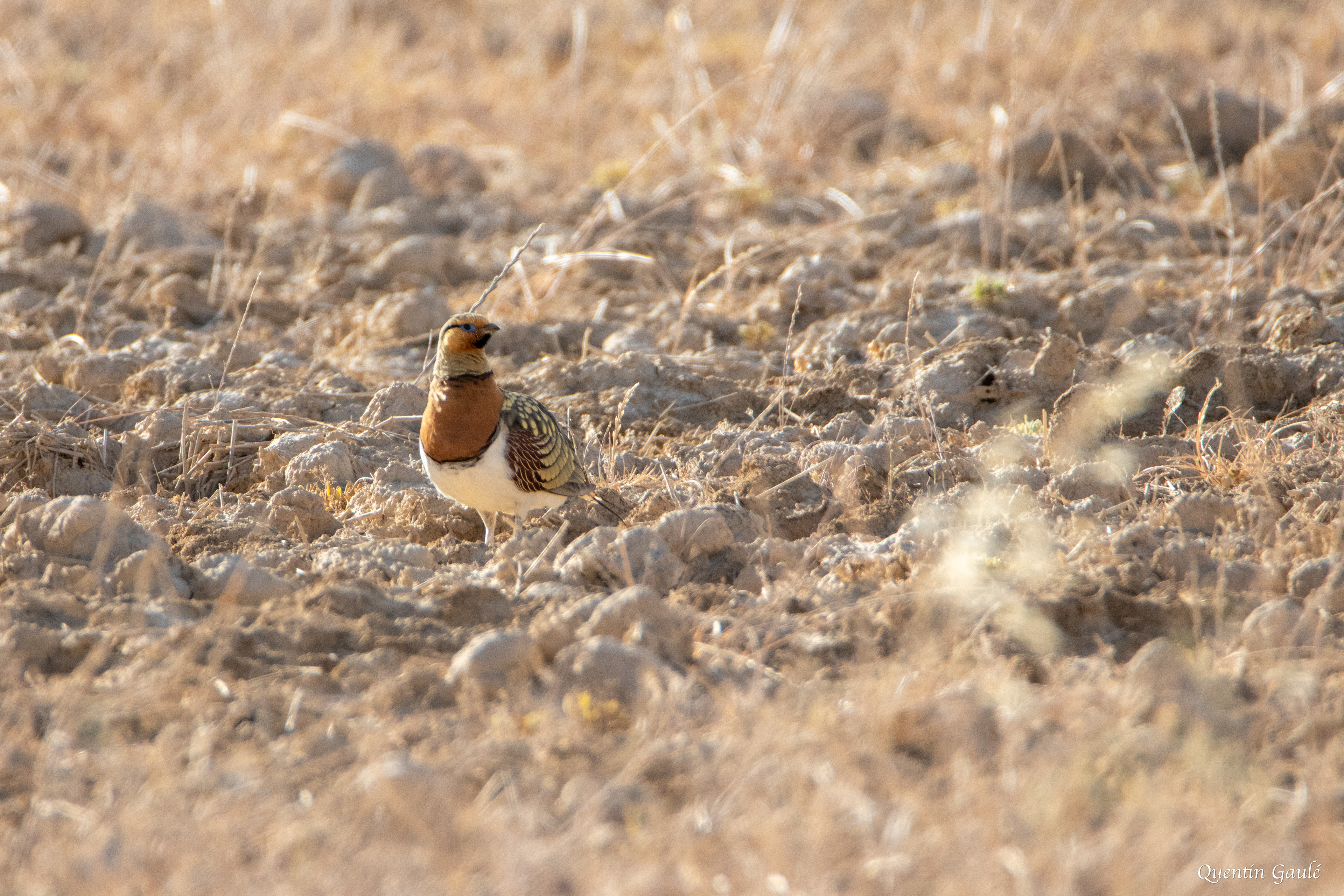 Ganga cata (Pterocles alchata) - Parc Naturel des Bardenas Reales, Navarre (Espagne)
