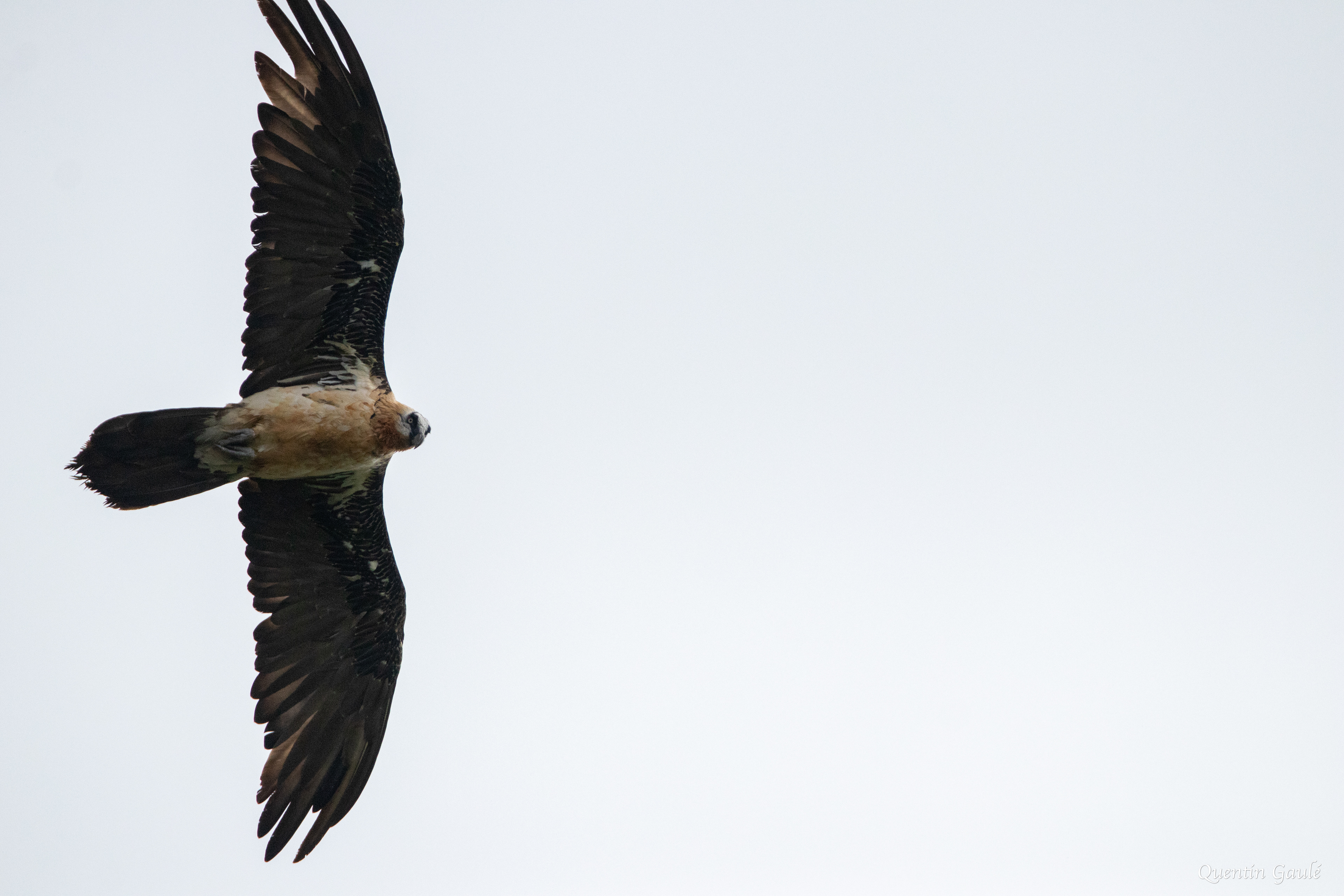 Gypaète barbu (Gypaetus barbatus) - Gourette, Eaux-Bonnes, Pyrénées-Atlantiques (64)