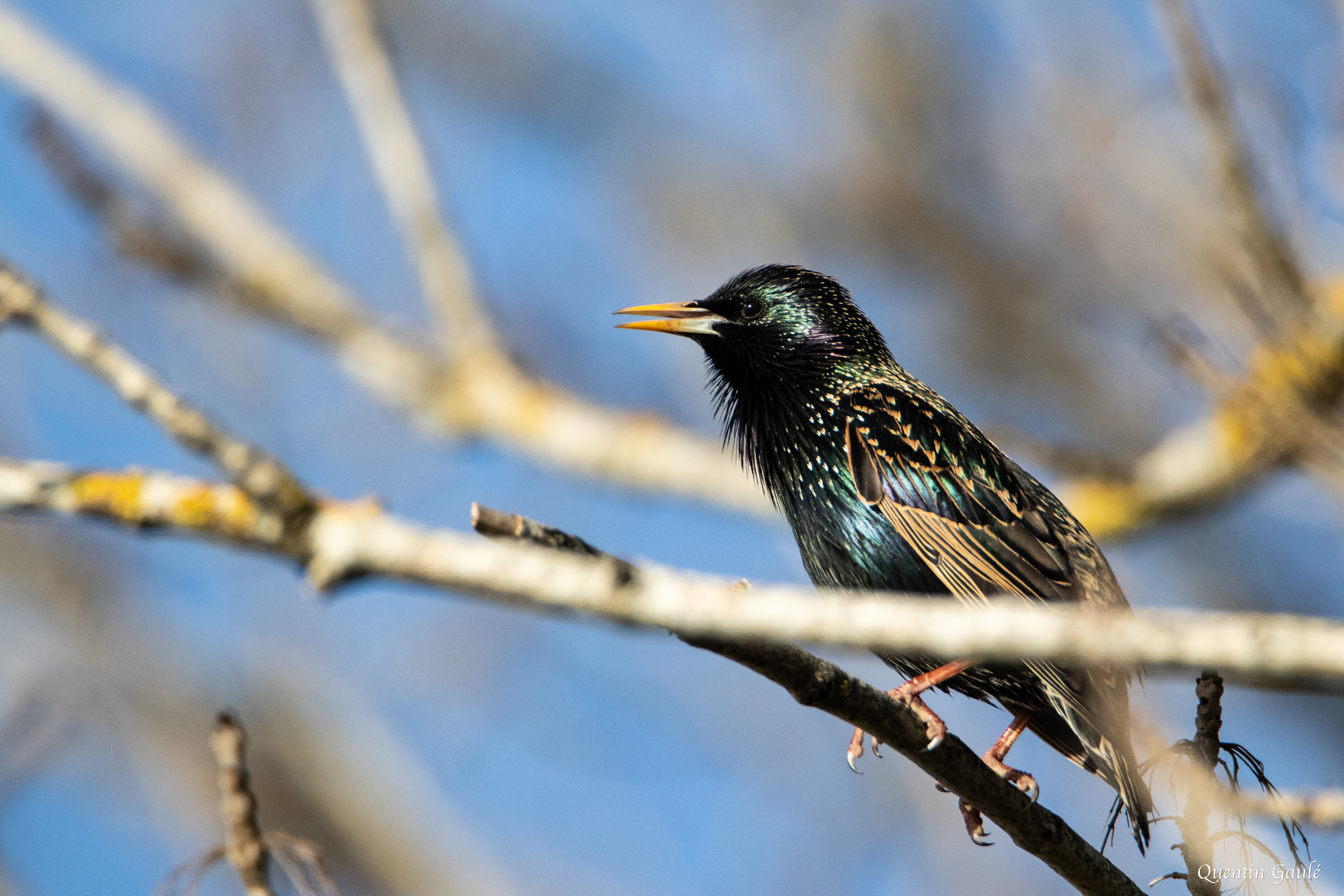 Étourneau sansonnet (Sturnus vulgaris) - Langres, Haute-Marne (52)