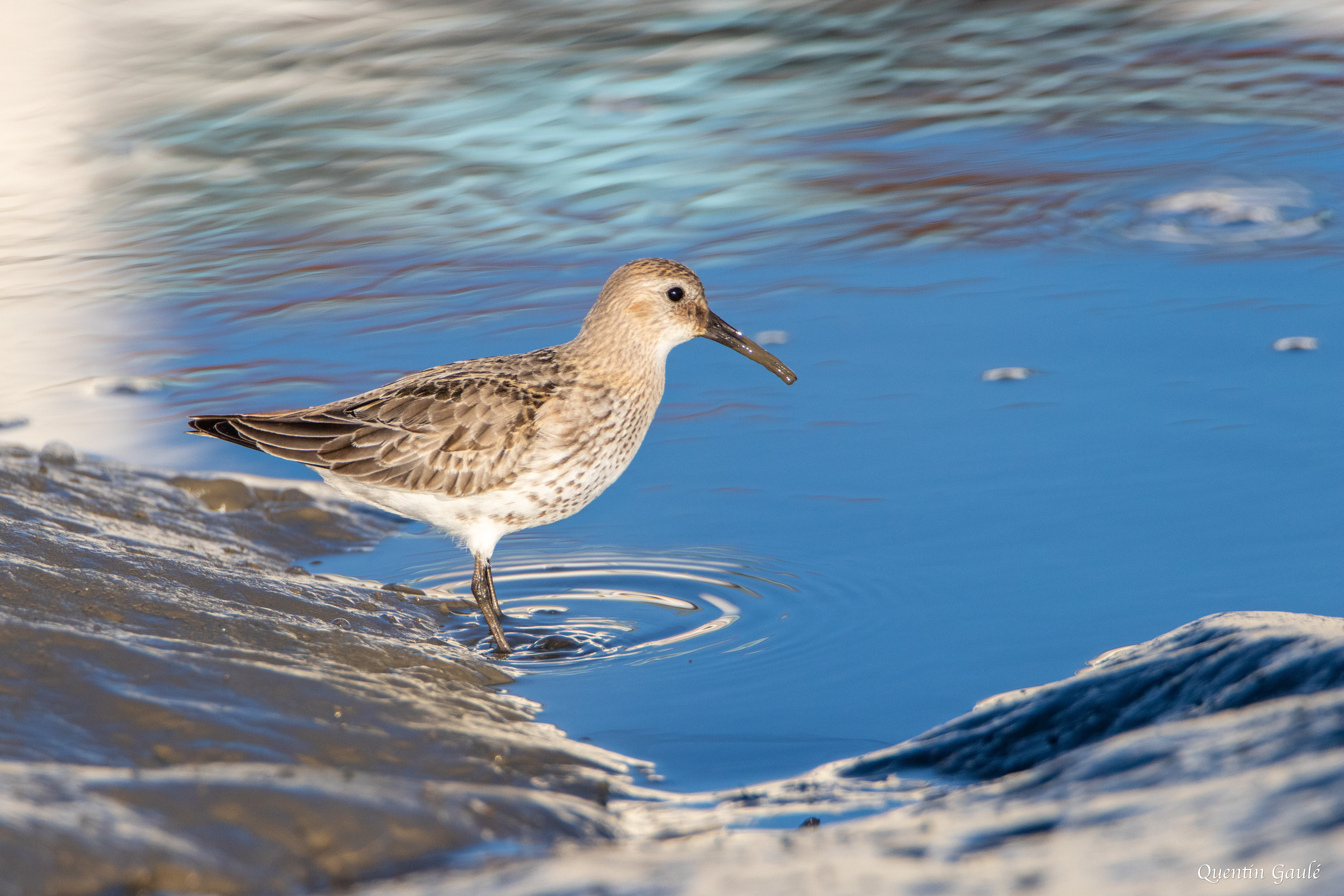 Bécasseau variable (Calidris alpina) - Andernos-les-Bains (33)
