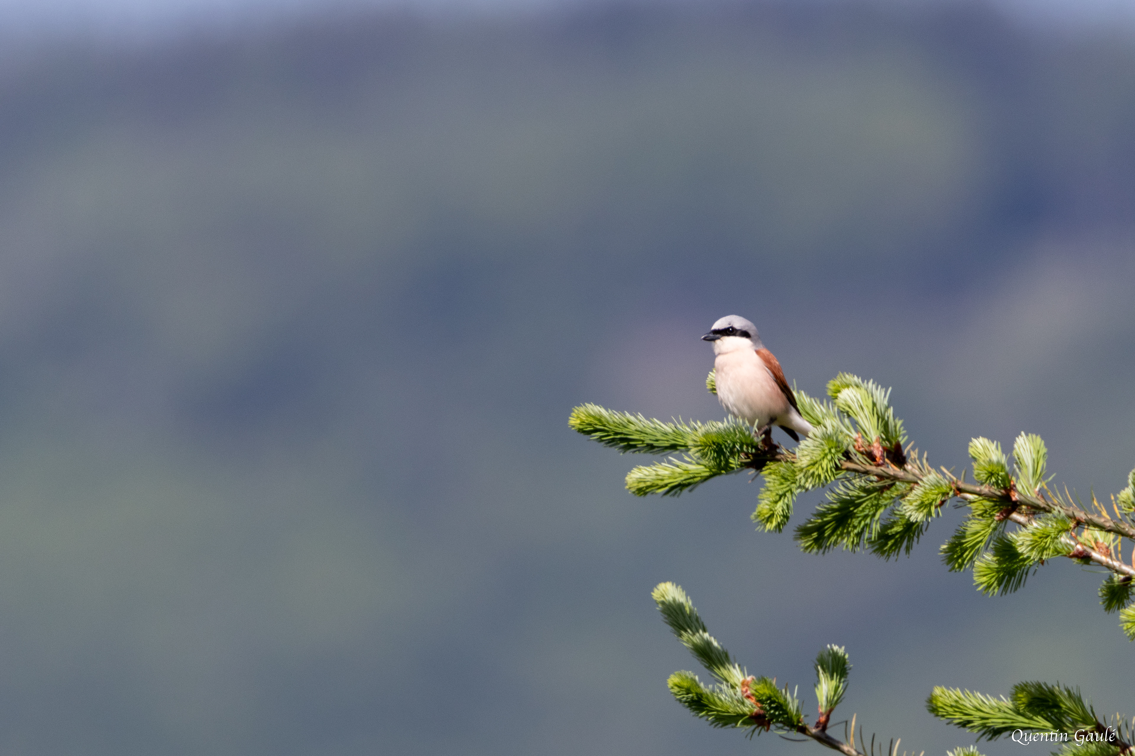 Pie-grièche écorcheur (Lanius collurio) - Saint-Pardoux-Morterolles, Creuse (23)