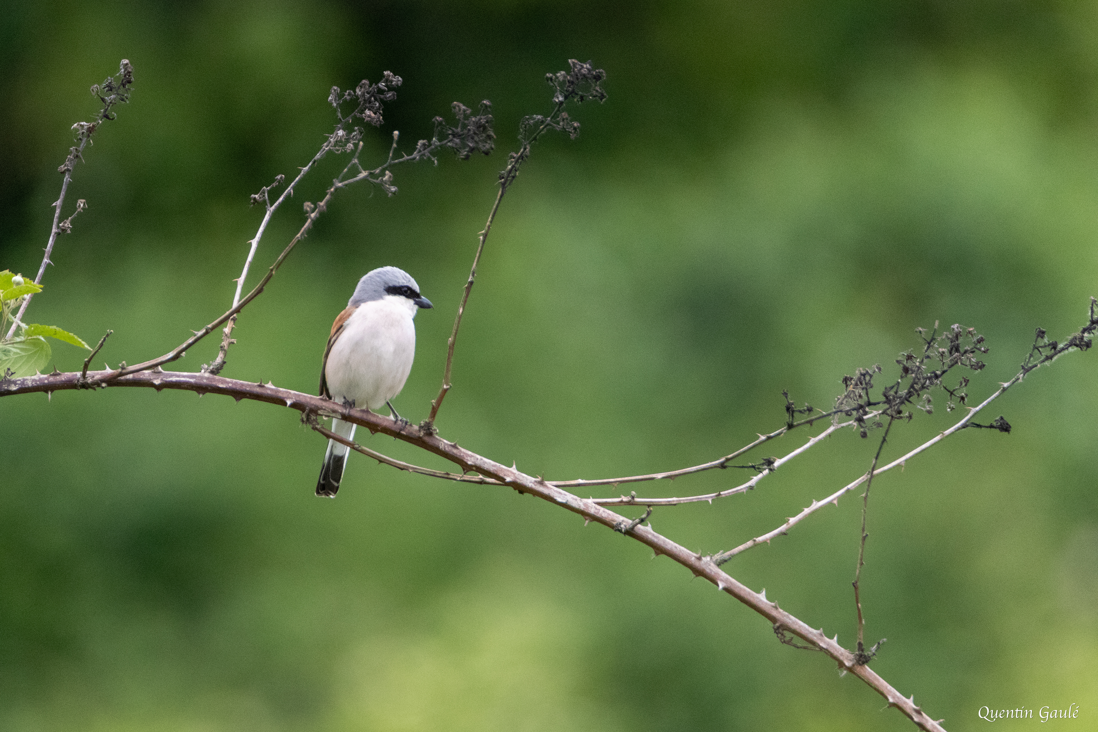 Pie-grièche écorcheur (Lanius collurio) - Brux, Vienne (86)
