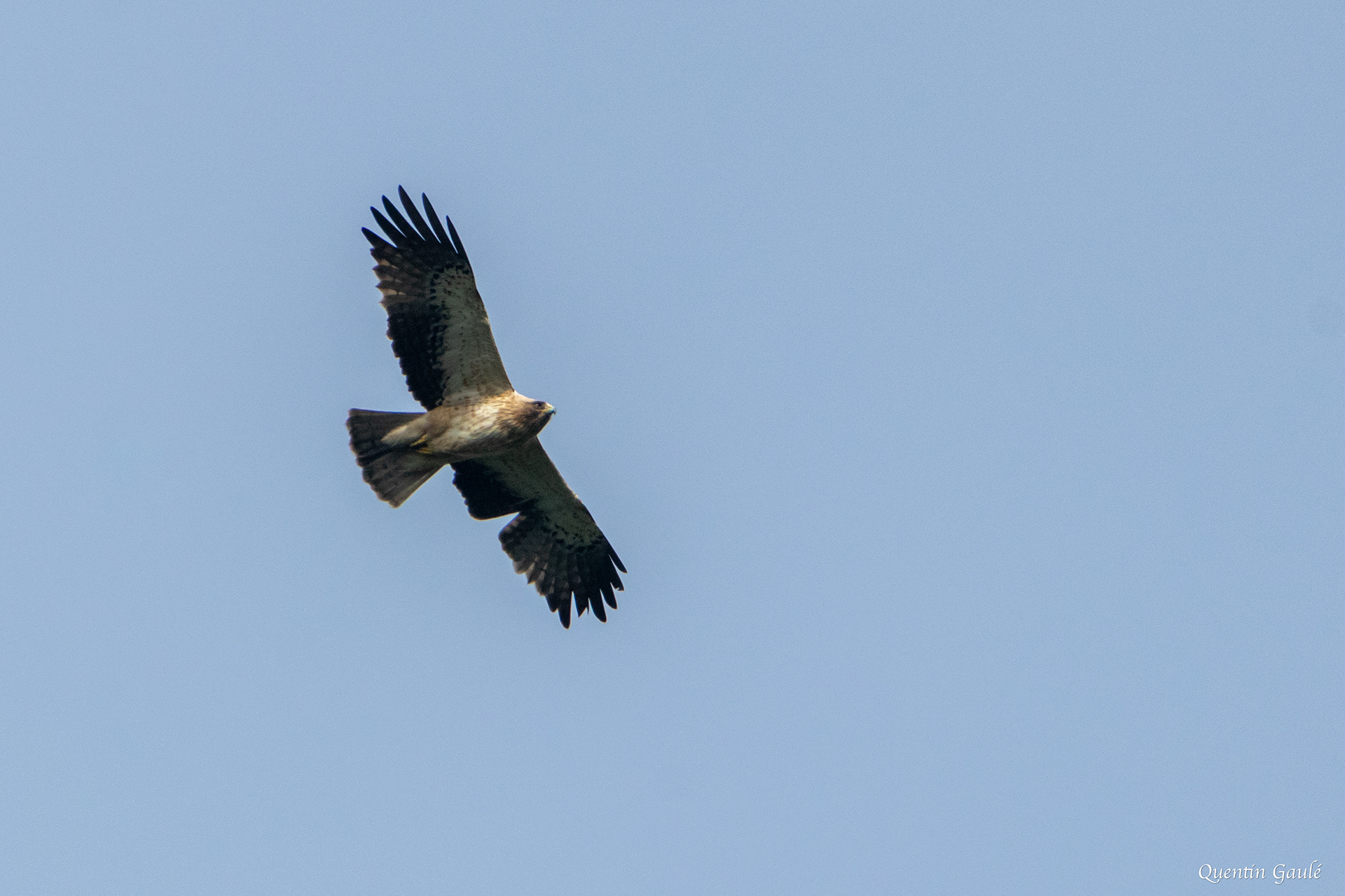 Aigle botté (Hieraaetus pennatus) - Gourette, Eaux-Bonnes, Pyrénées-Atlantiques (64)