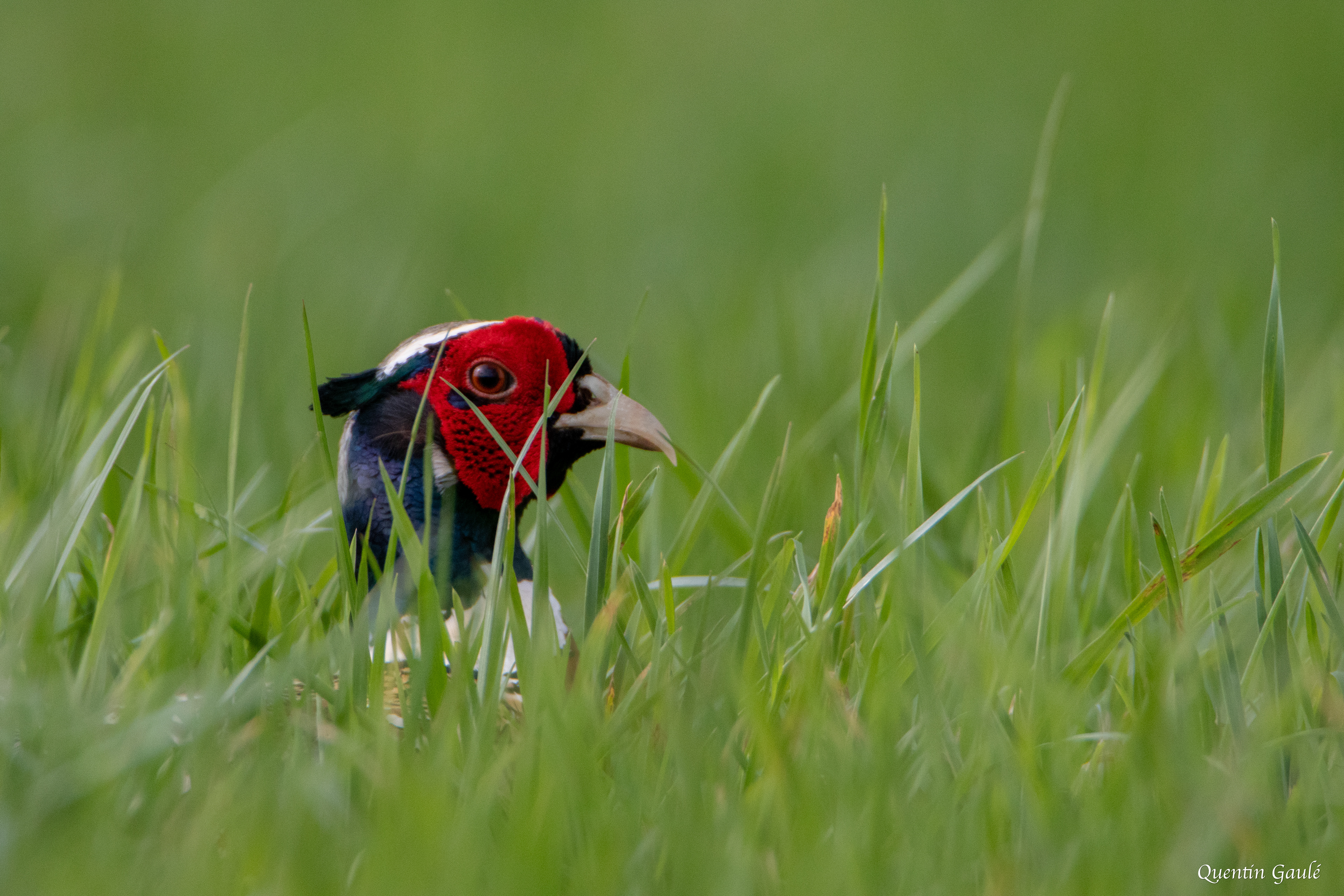 Faisan de Colchide (Phasianus colchicus) - Moutardon, Charente (16)