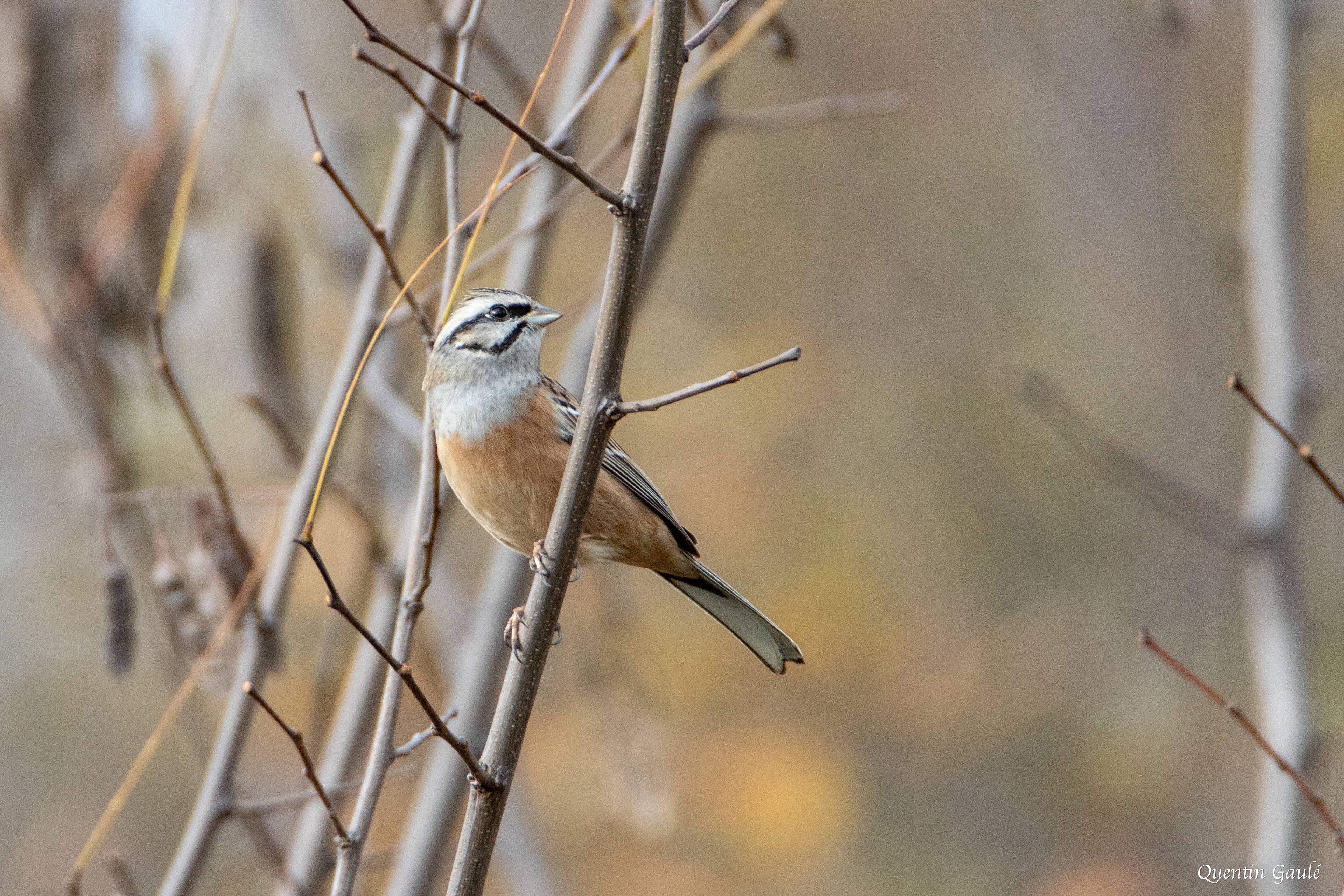 Bruant fou (Emberiza cia) - Ossun, Hautes-Pyrénées (65)