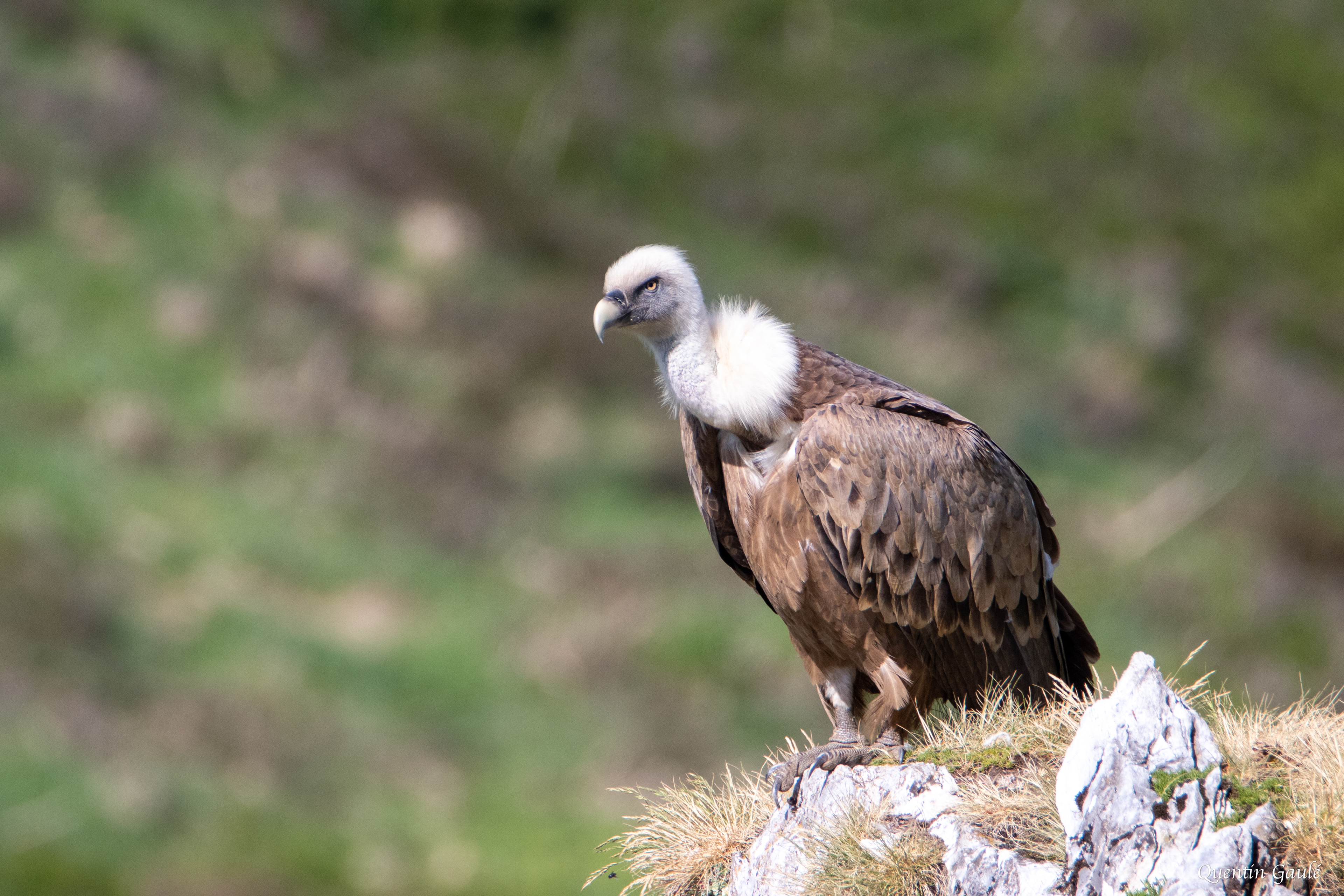 Vautour fauve (Gyps fulvus) - Gourette, Eaux-Bonnes, Pyrénées-Atlantiques (64)