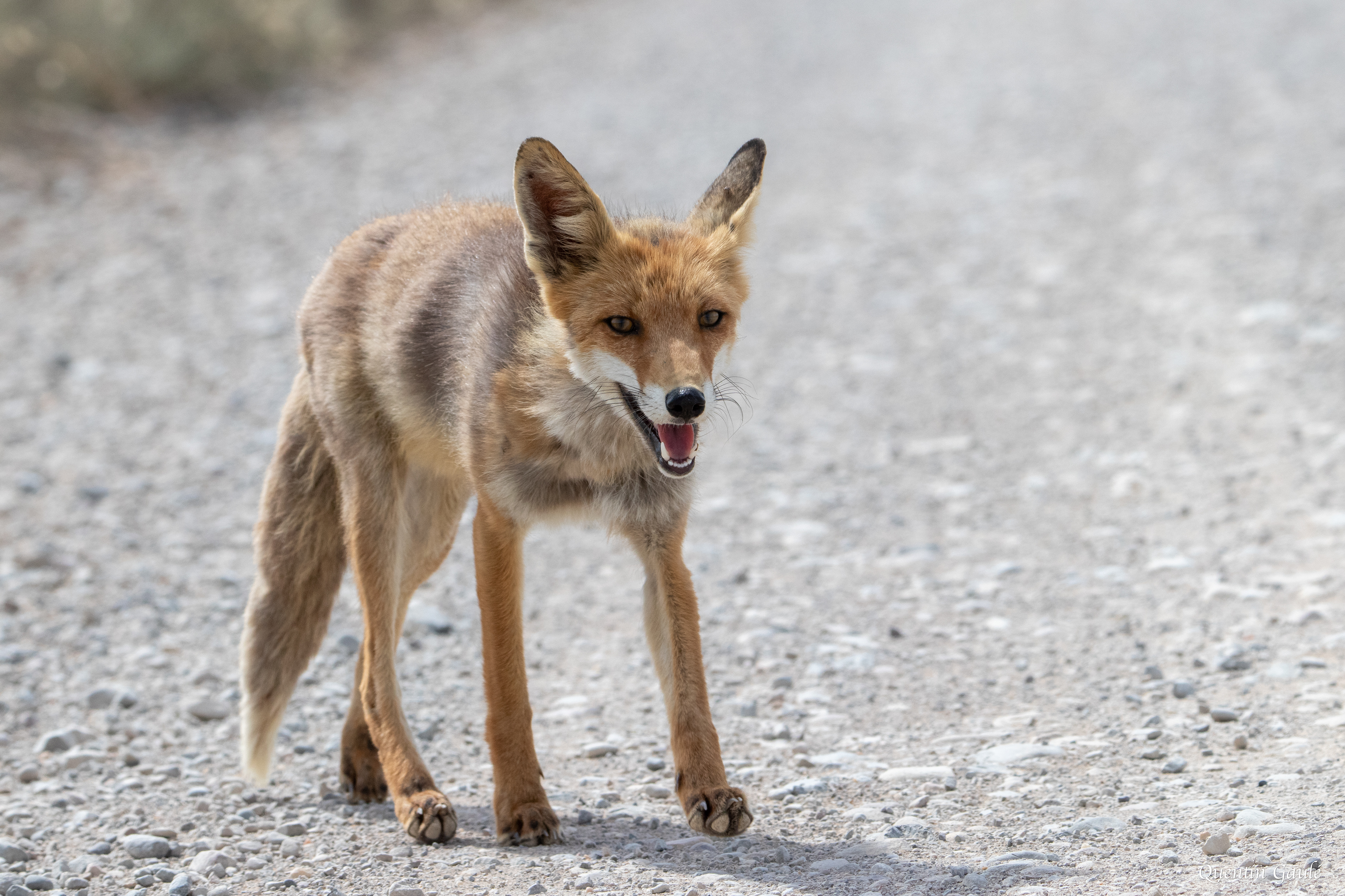 Renard roux (Vulpes vulpes) - Parc Naturel des Bardenas Reales, Navarre (Espagne)