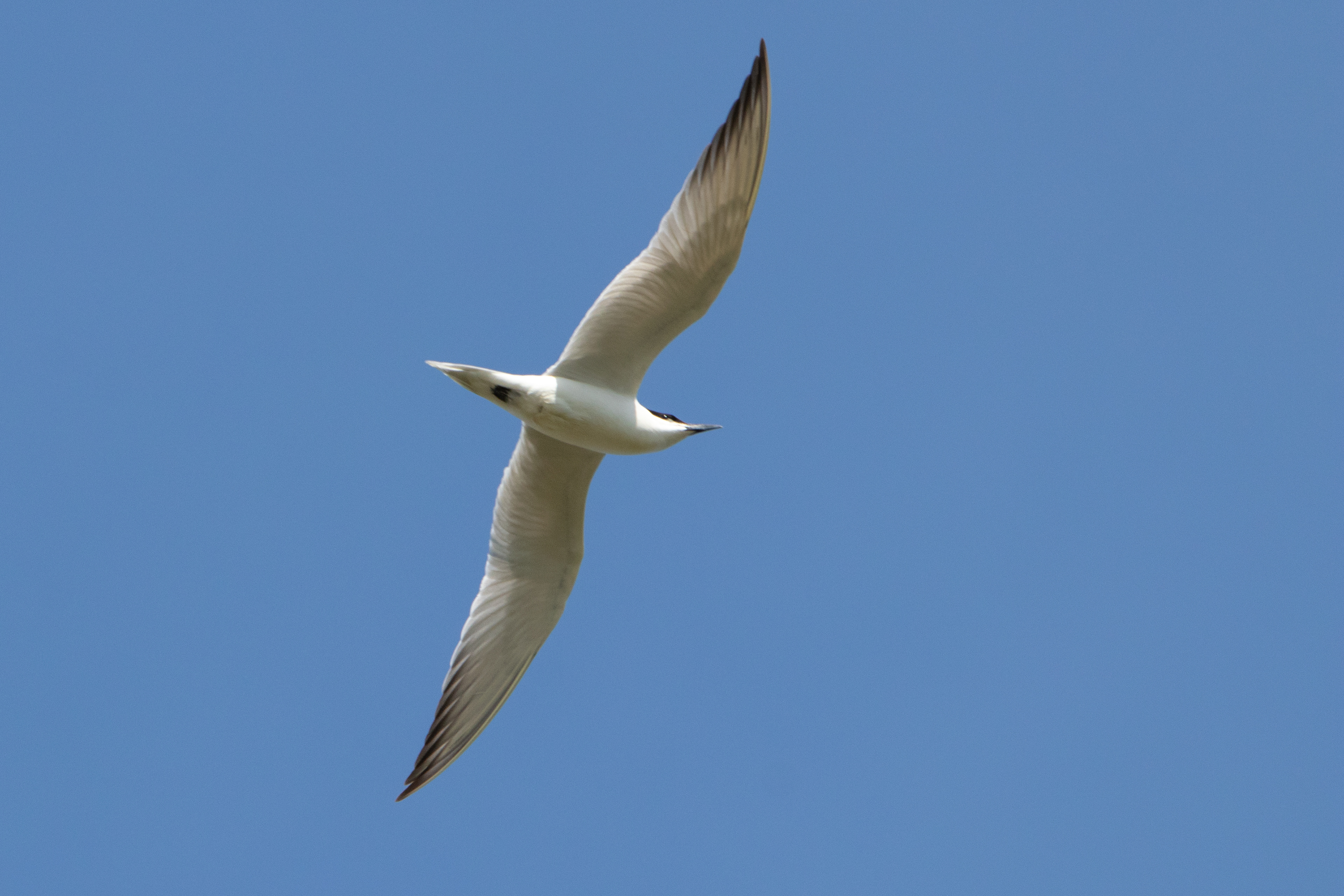 Sterne hansel (Gelochelidon nilotica) - Parc Naturel du Delta de l'Èbre, Catalogne (Espagne)
