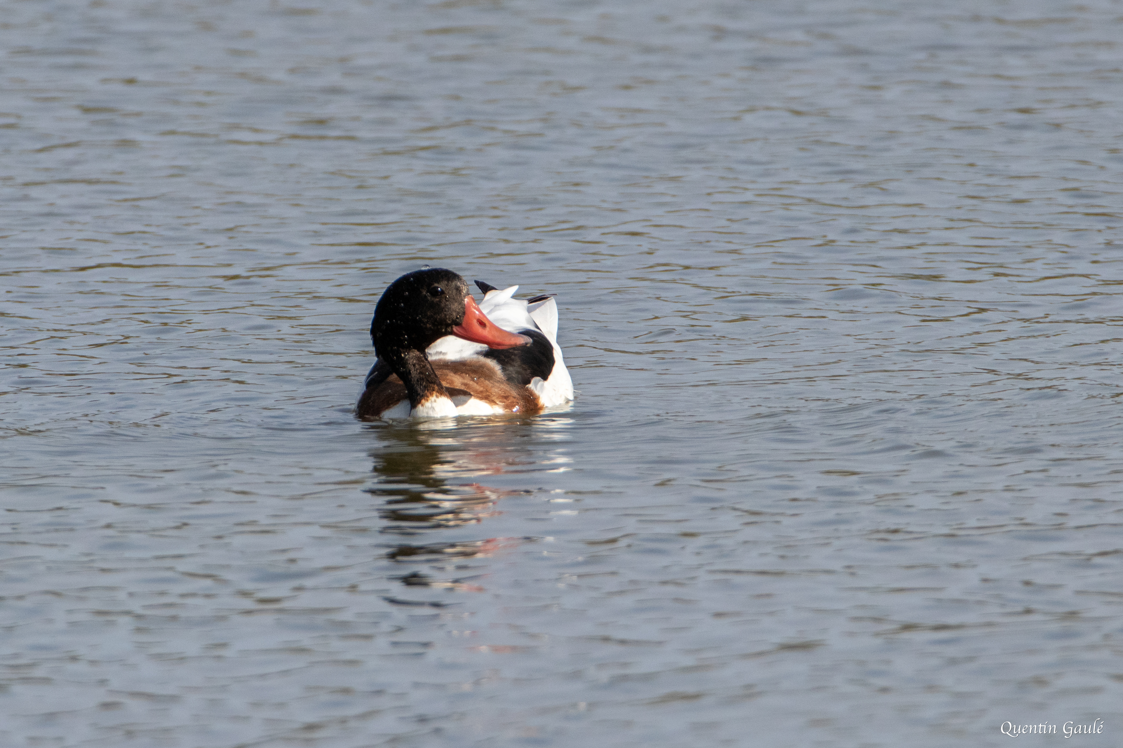 Tadorne de Belon (Tadorna tadorna) - Réserve ornithologique du Teich, Gironde (33)