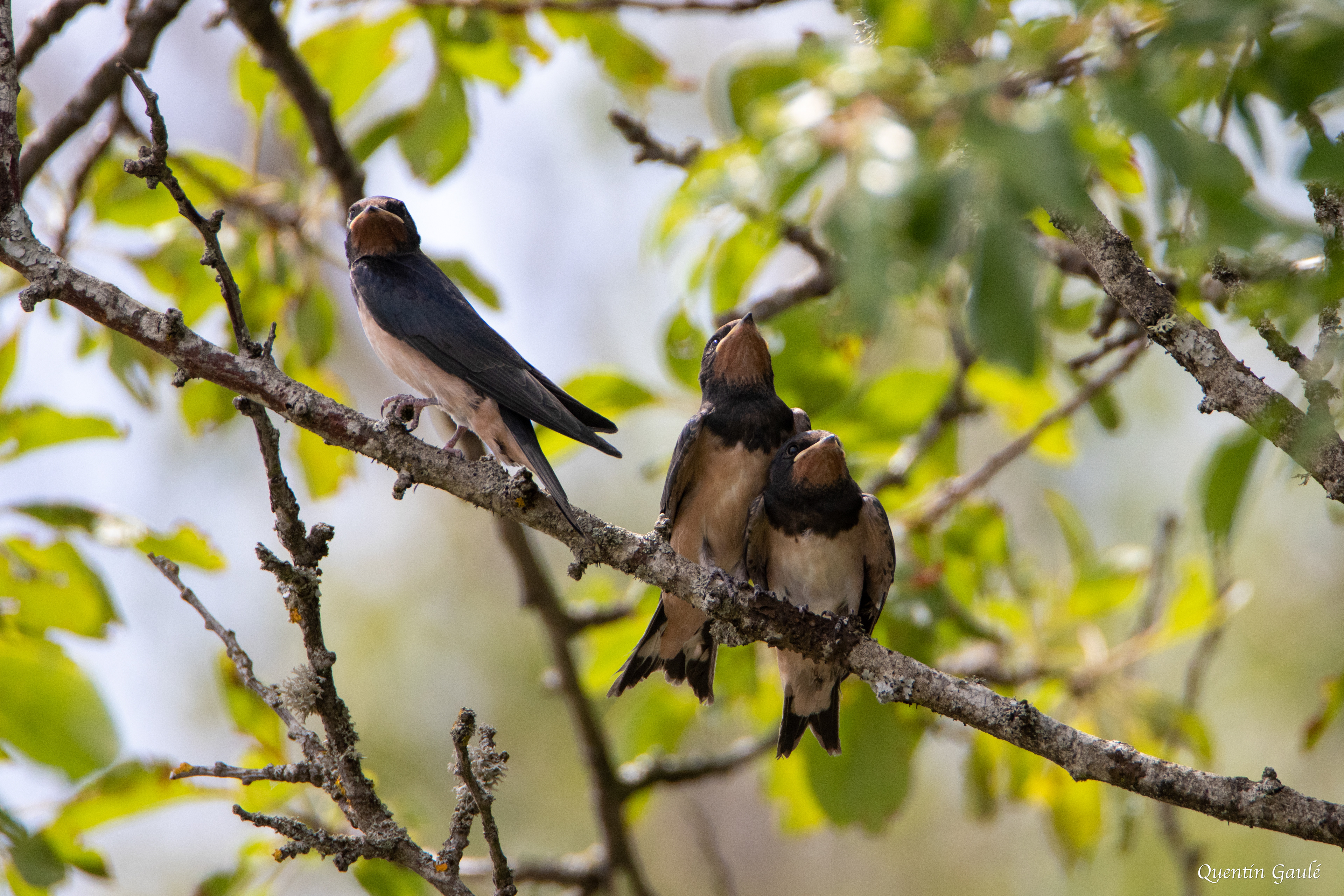 Hirondelle rustique (Hirundo rustica) - Saint-Laurent-la-Roche (39)