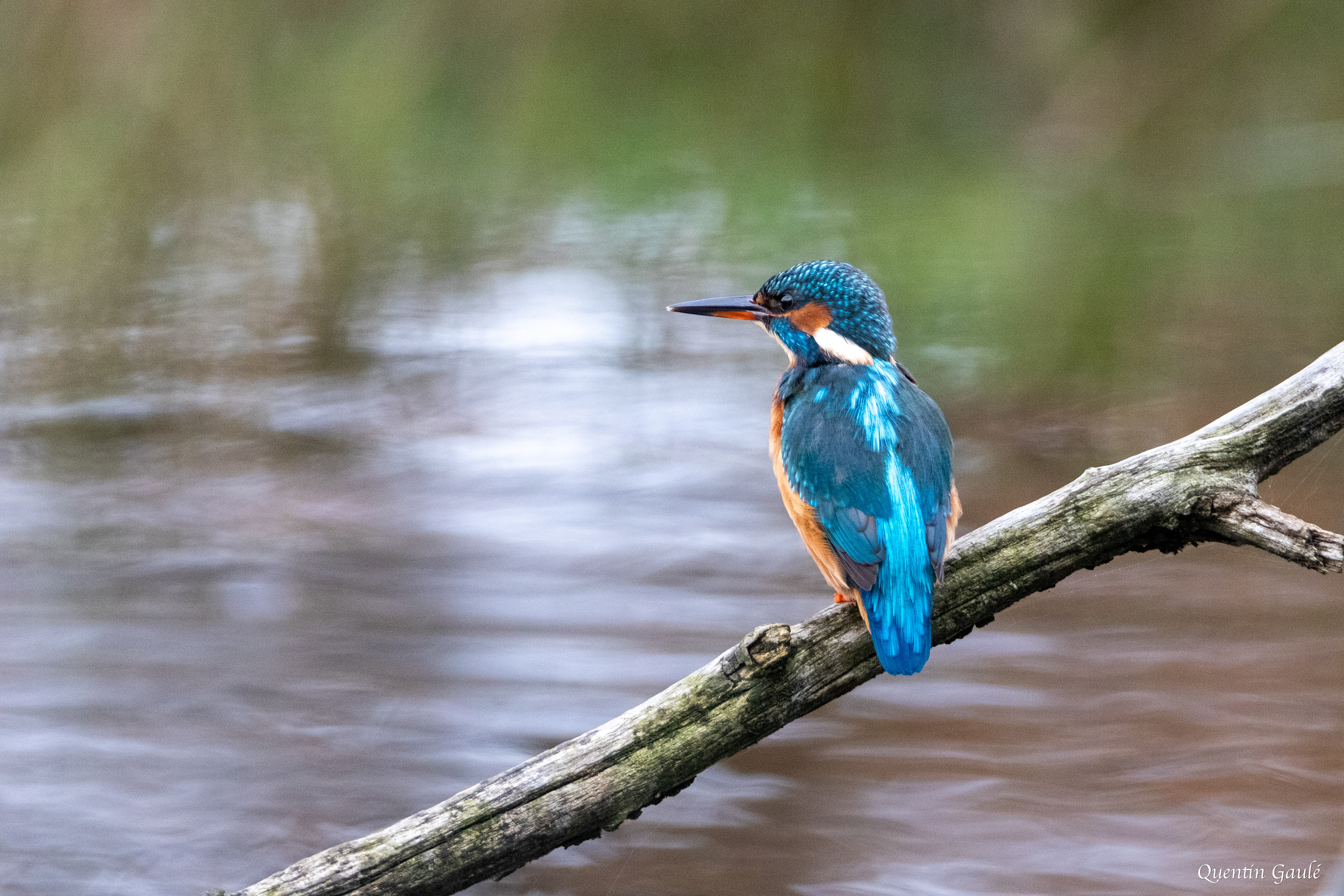 Martin-pêcheur d'Europe (Alcedo atthis) - Réserve ornithologique du Teich, Gironde (33)