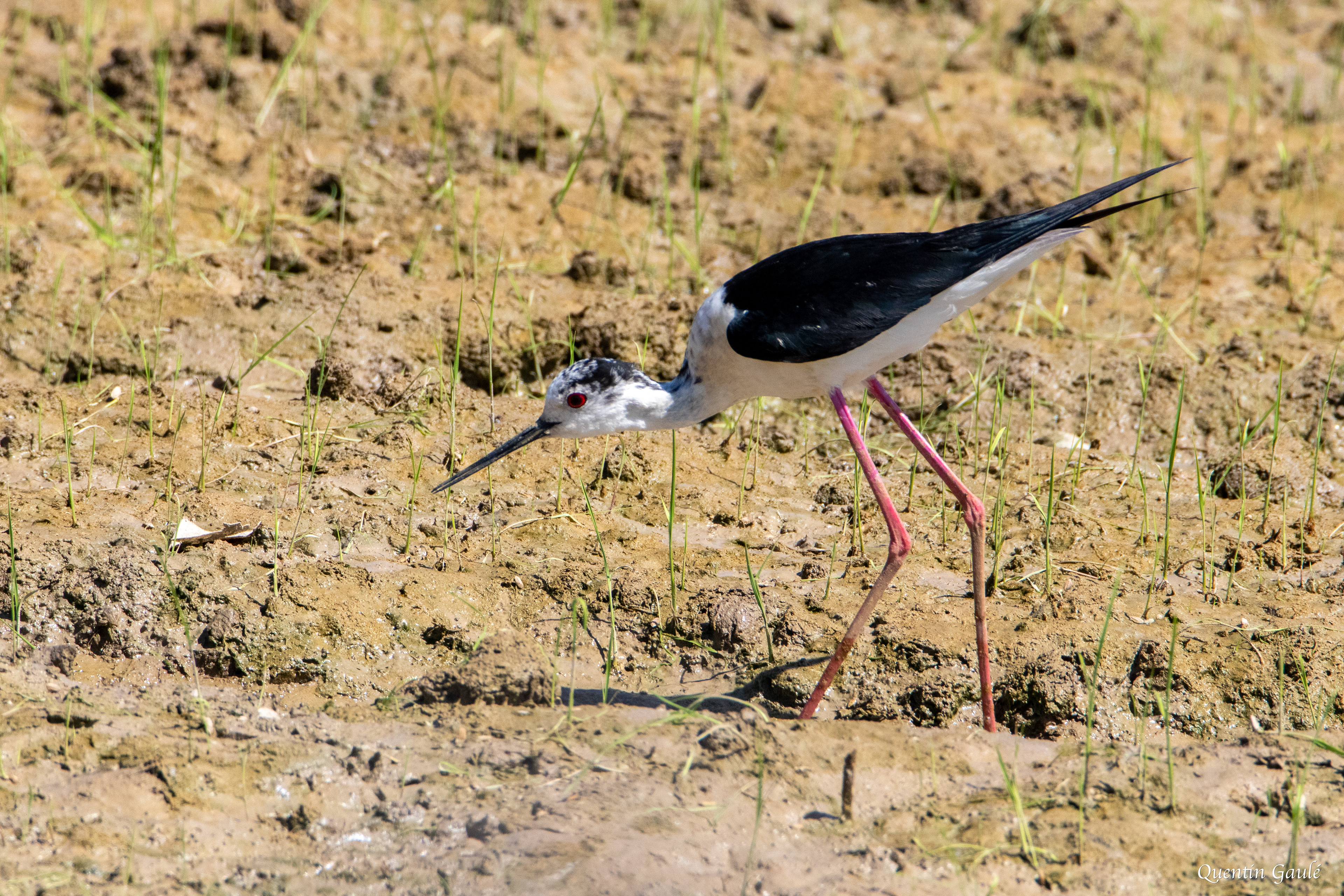 Échasse blanche (Himantopus himantopus) - Parc Naturel du Delta de l'Èbre, Catalogne (Espagne)