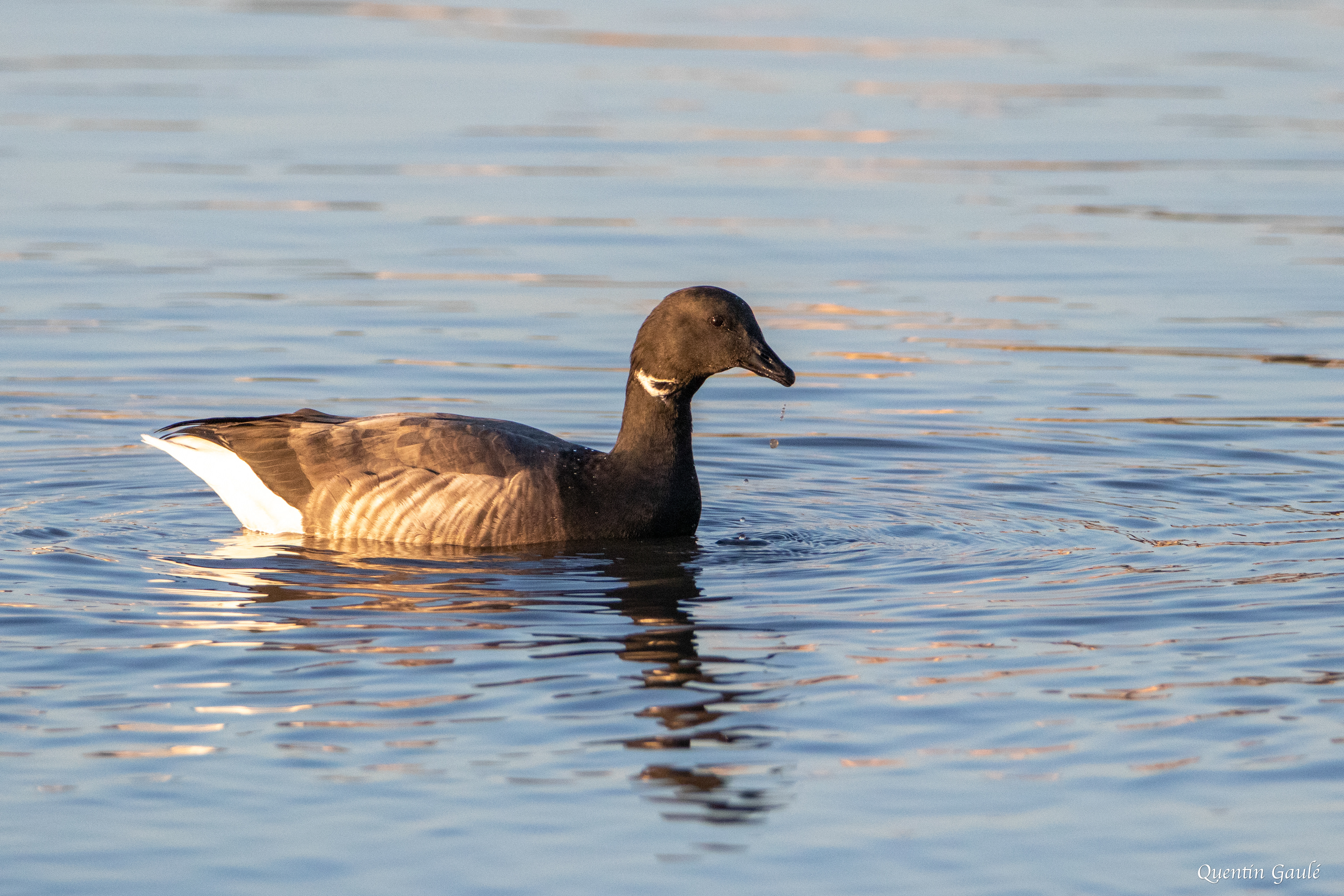Bernache cravant (Branta bernicla) - Andernos-les-Bains, Gironde (33)