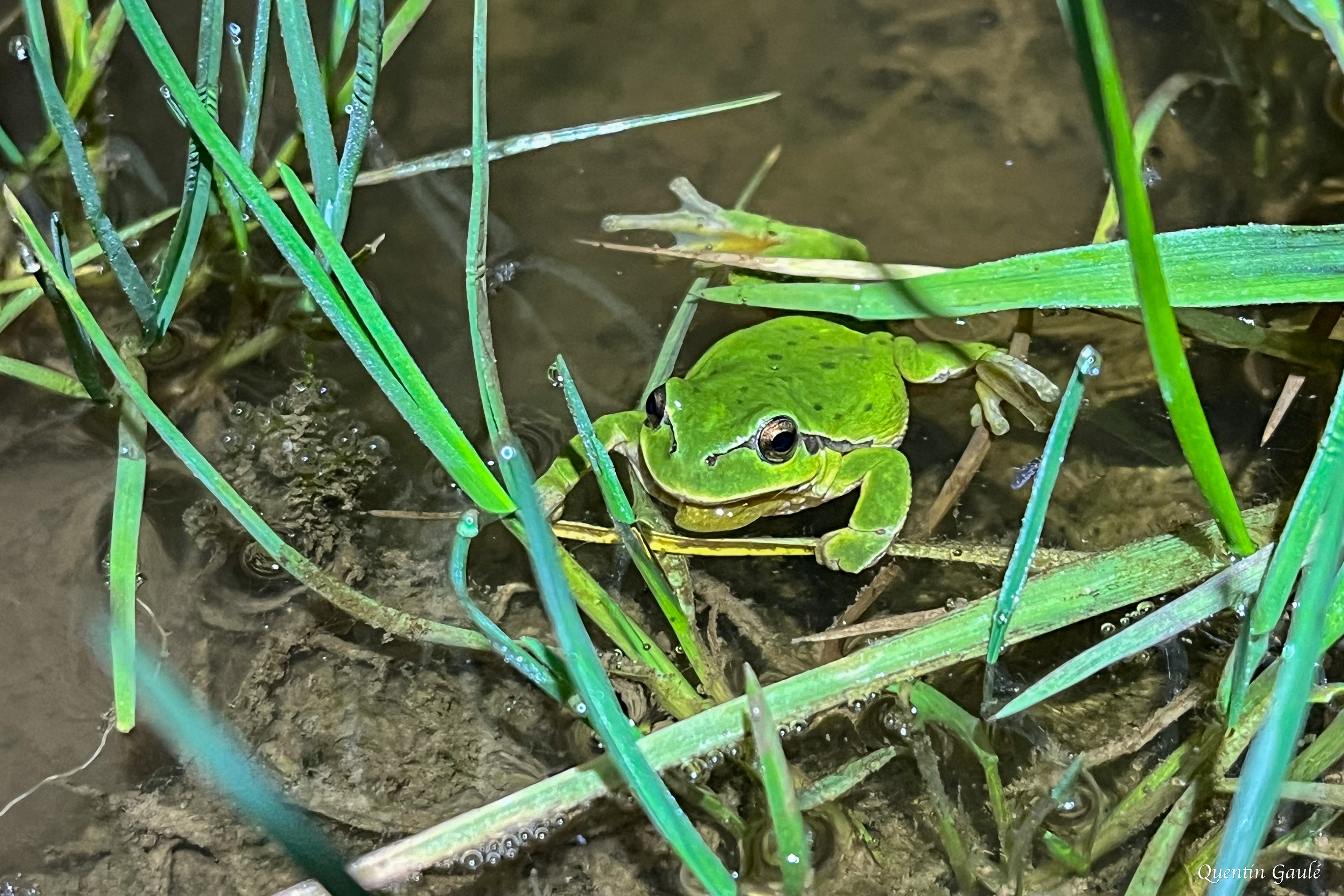 Rainette verte (Hyla arborea) - Brigueil-le-Chantre (86)