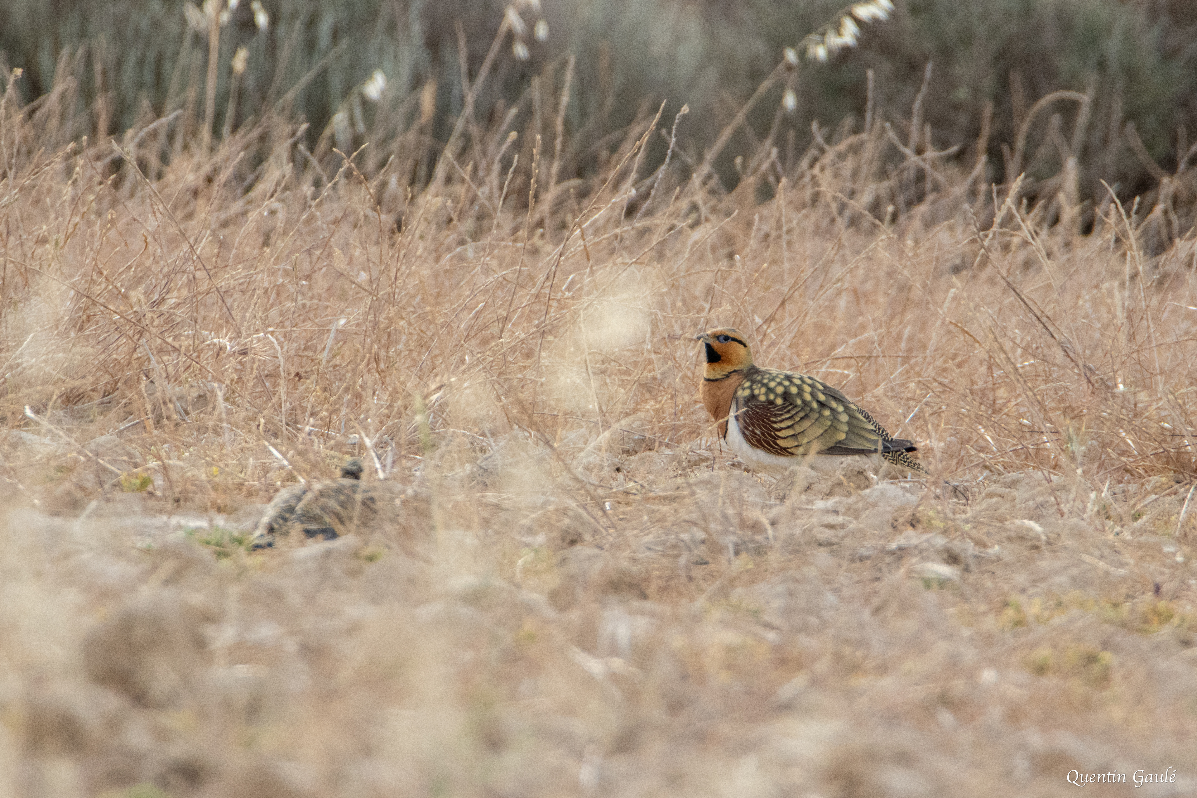 Ganga cata (Pterocles alchata) - Parc Naturel des Bardenas Reales, Navarre (Espagne)