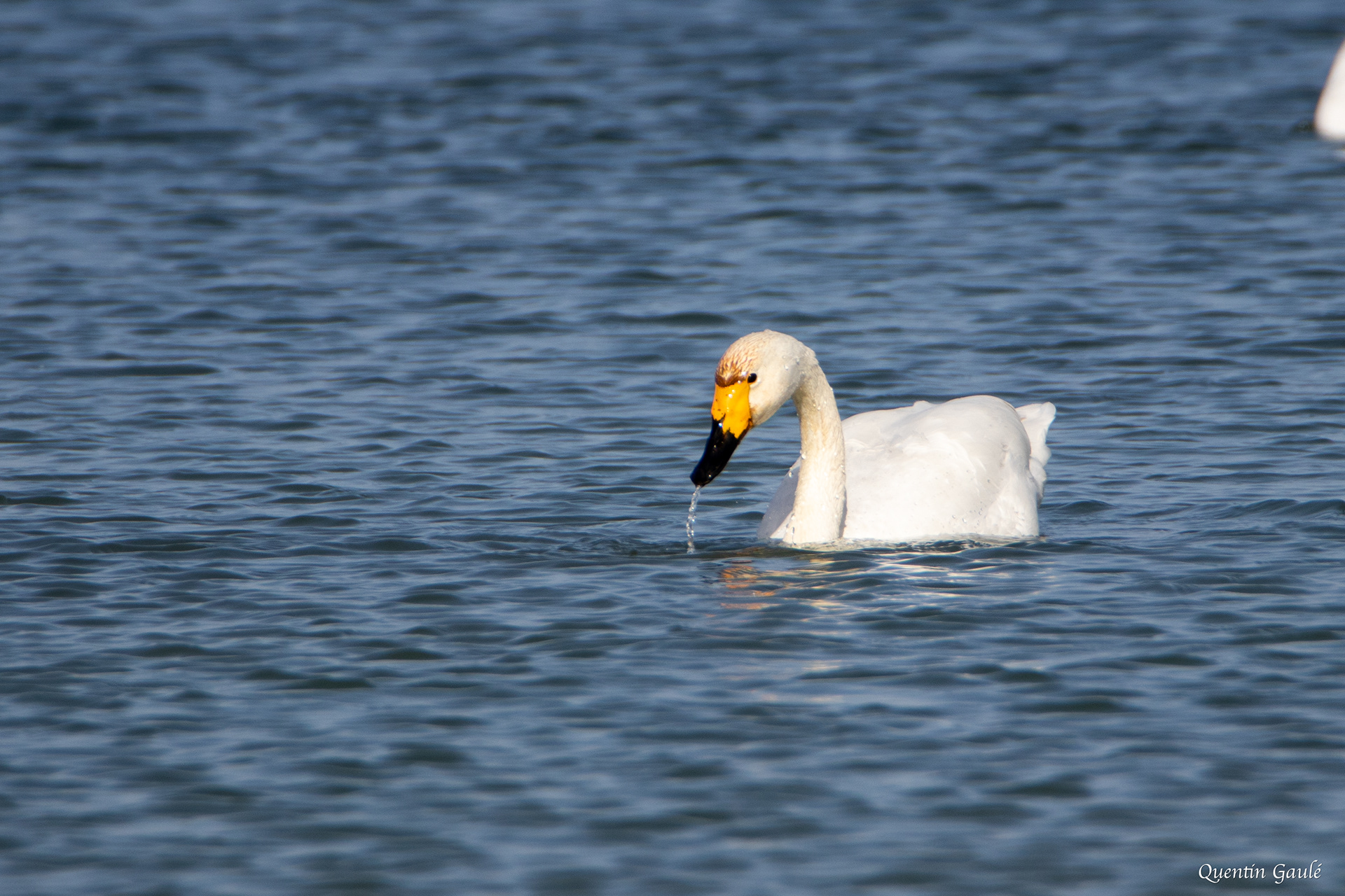 Cygne de Bewick (Cygnus columbianus bewickii) - Lac du Der-Chantecoq, Marne (51)
