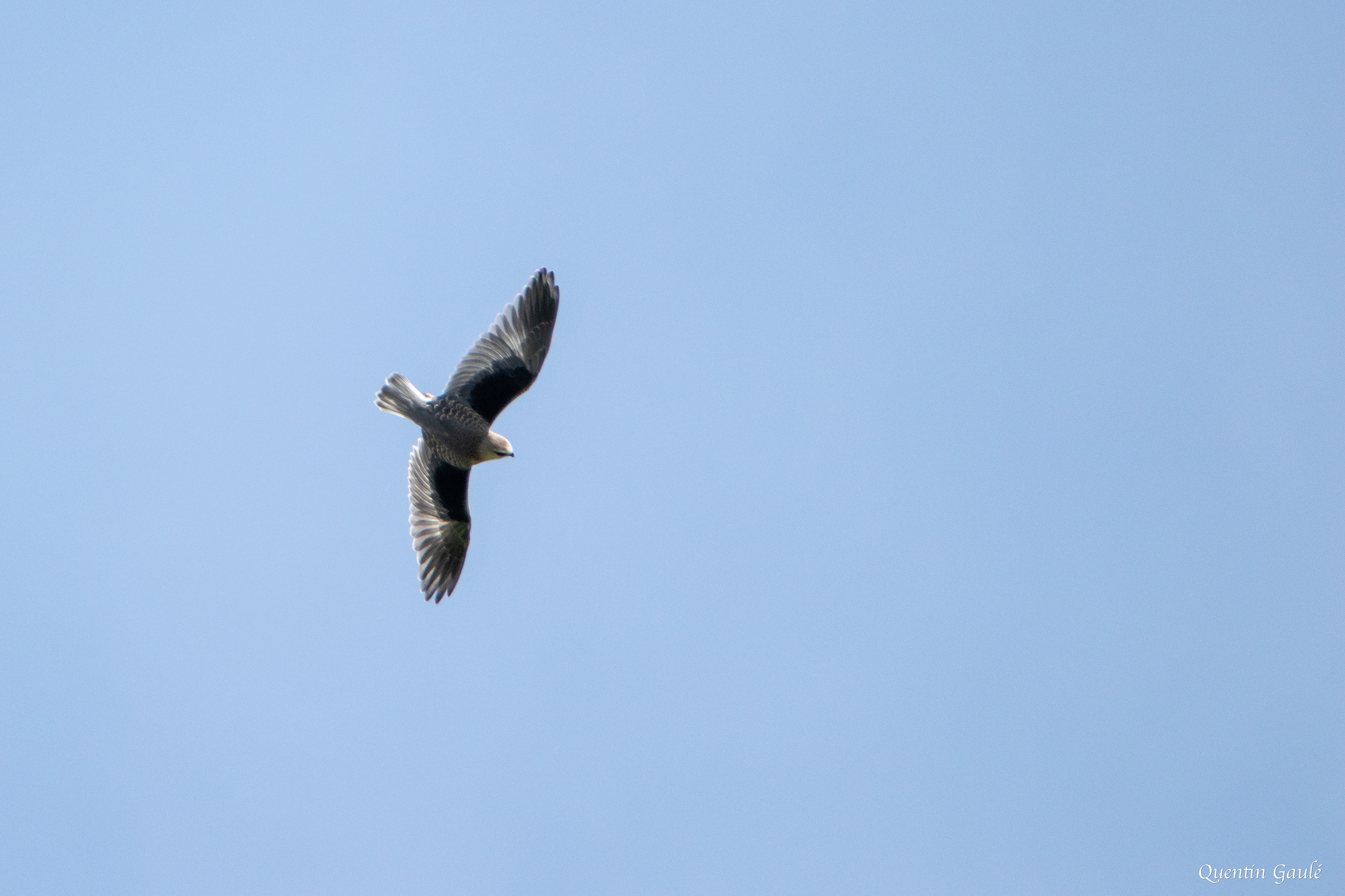 Élanion blanc (Elanus caeruleus) - Millac, Vienne (86)