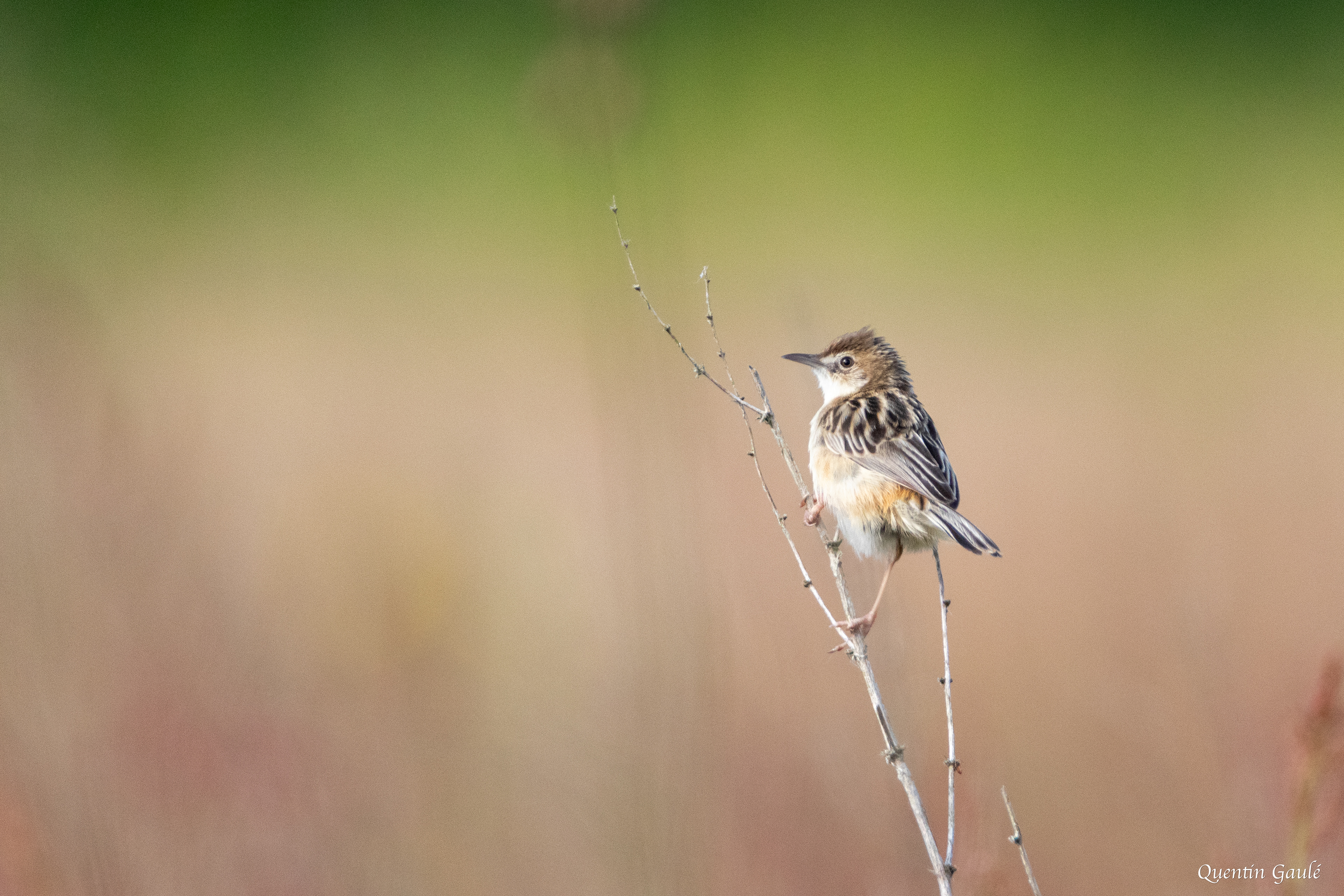 Cisticole des joncs (Cisticola juncidis) - Brigueil-le-Chantre, Vienne (86)