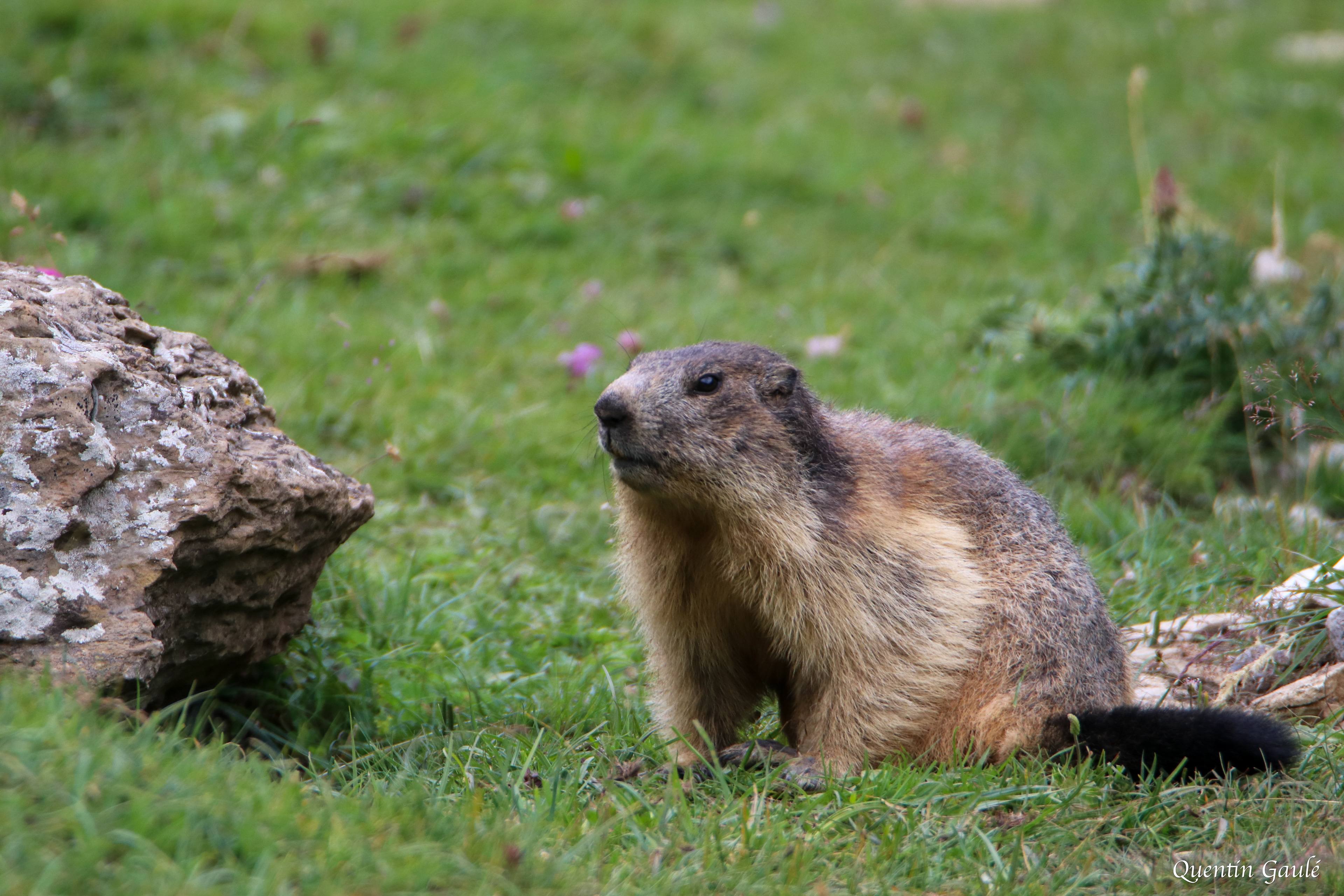 Marmotte des Alpes (Marmota marmota) - Lac des Gloriettes, Gèdre (65)